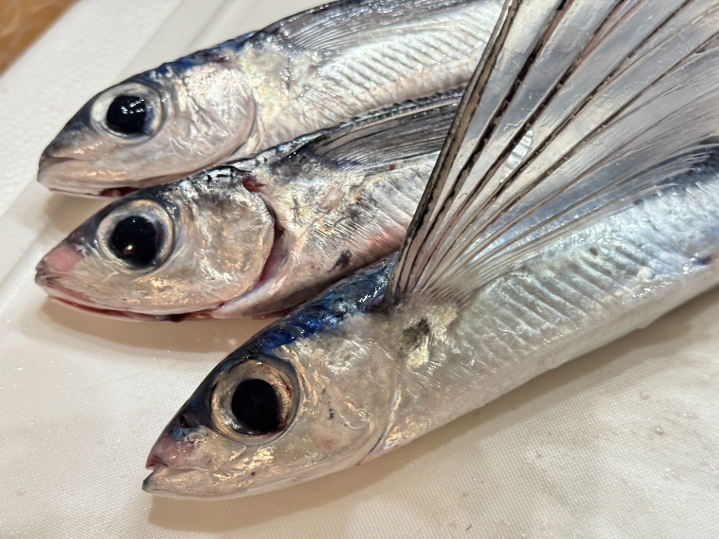 🐟飛魚_黑潮贈與台灣的禮物🐟