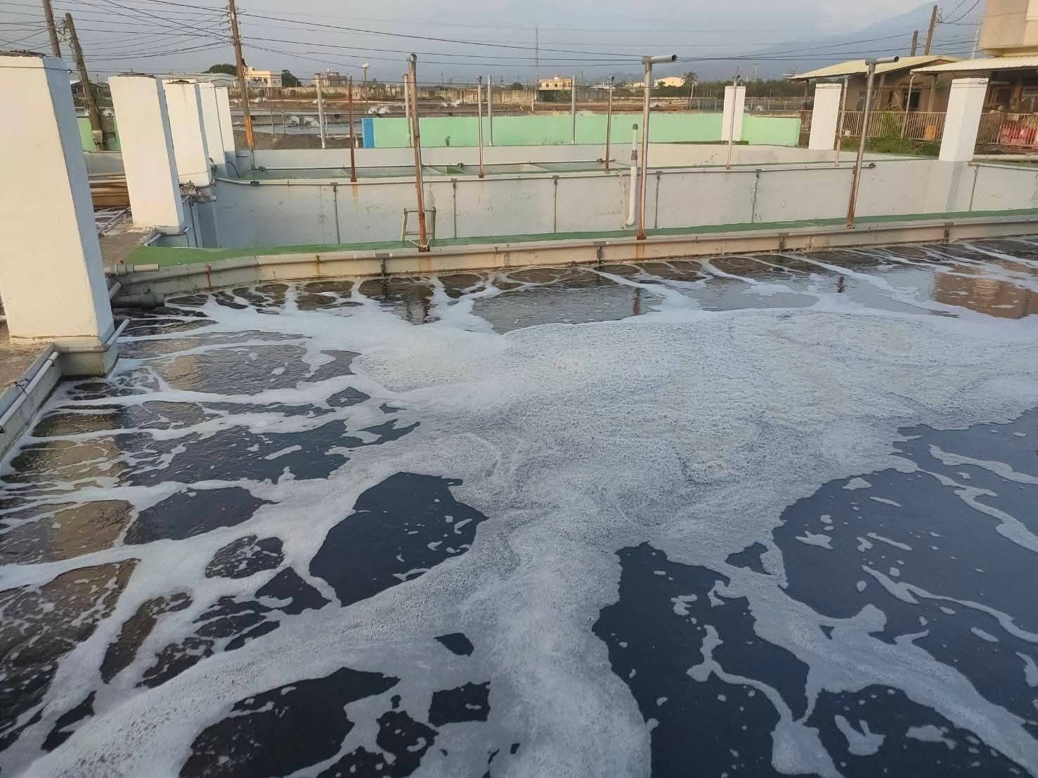 台灣有機養殖白蝦