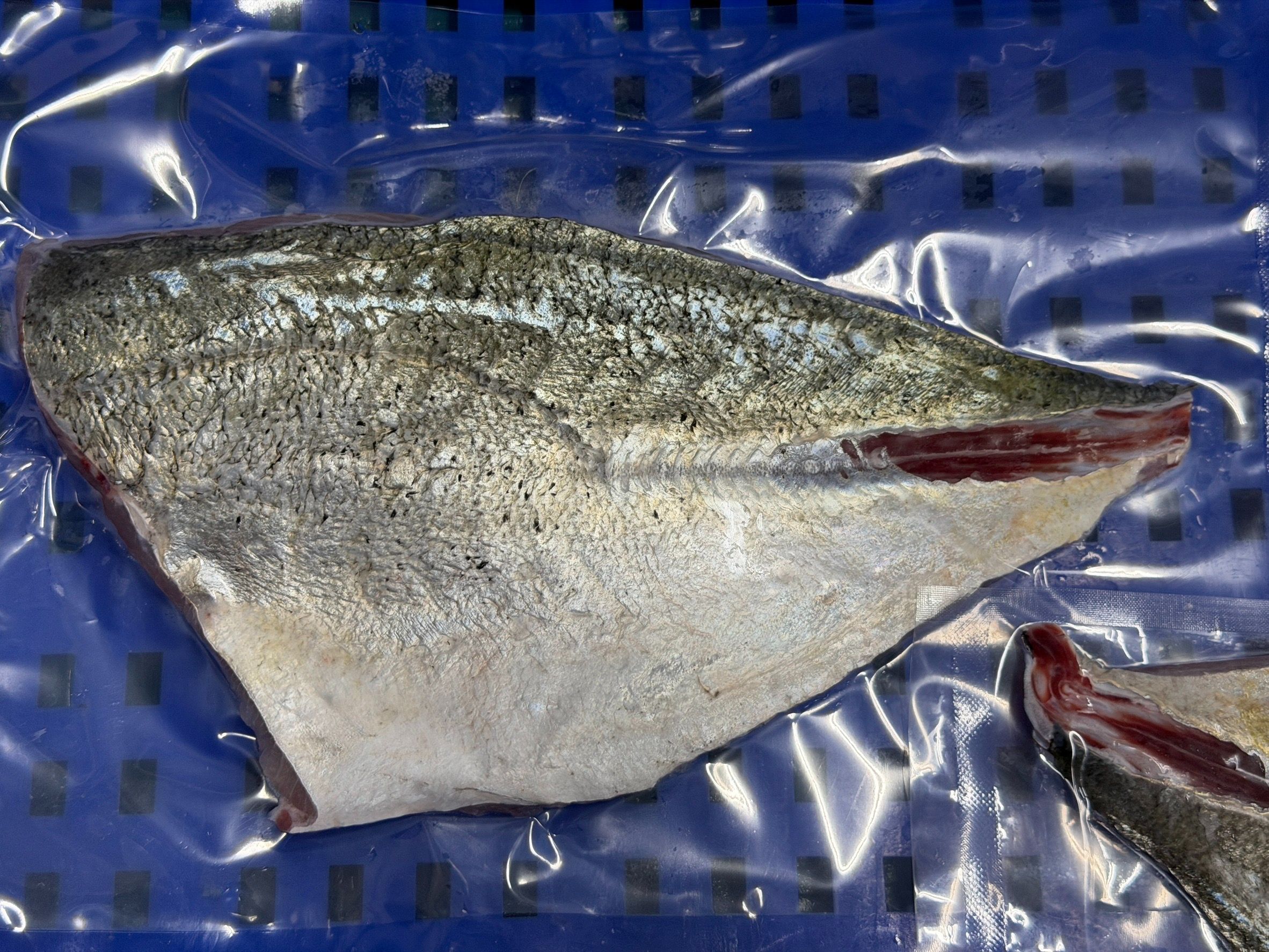 點柑 （斑點鰺）魚排