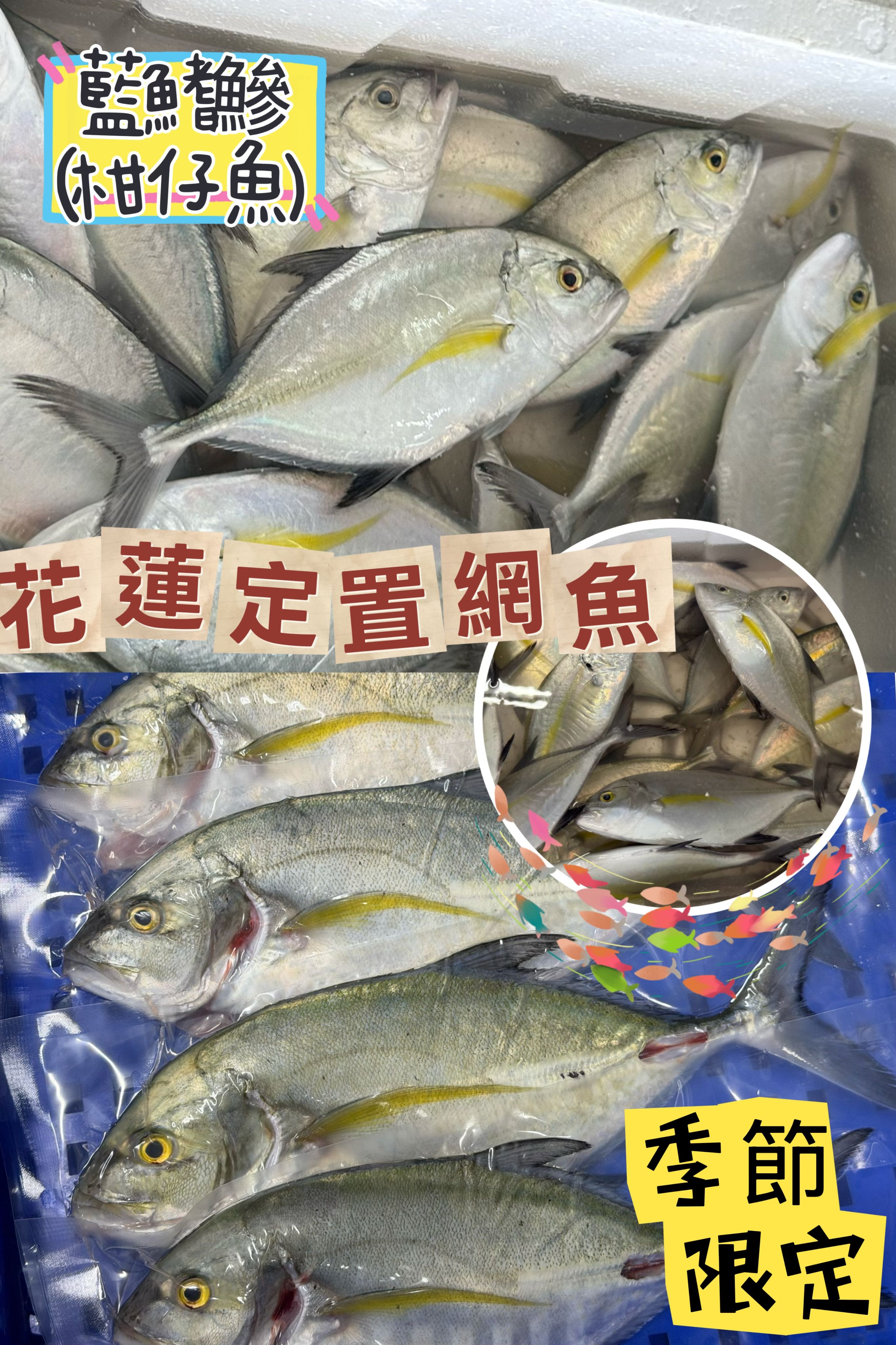 🐟藍鰭鰺又稱「甘仔魚」