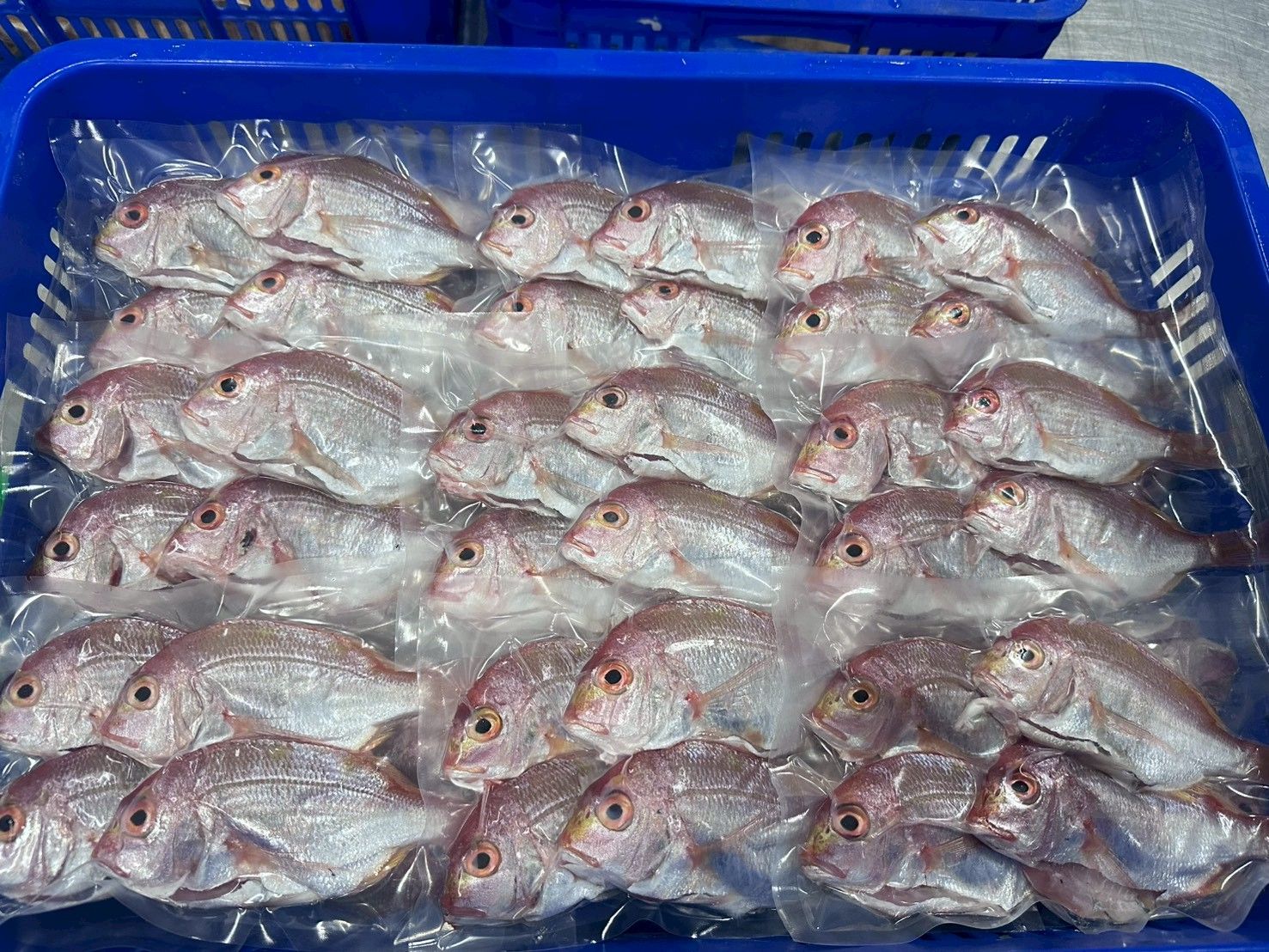 花蓮港魚~小赤鯮四尾入