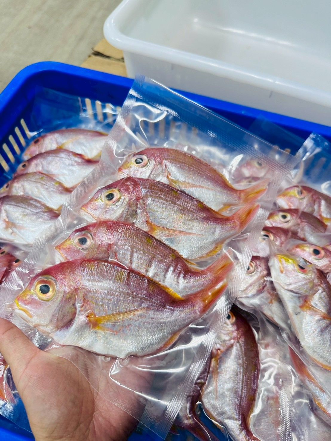 基隆港魚~野生小赤鯮四尾入