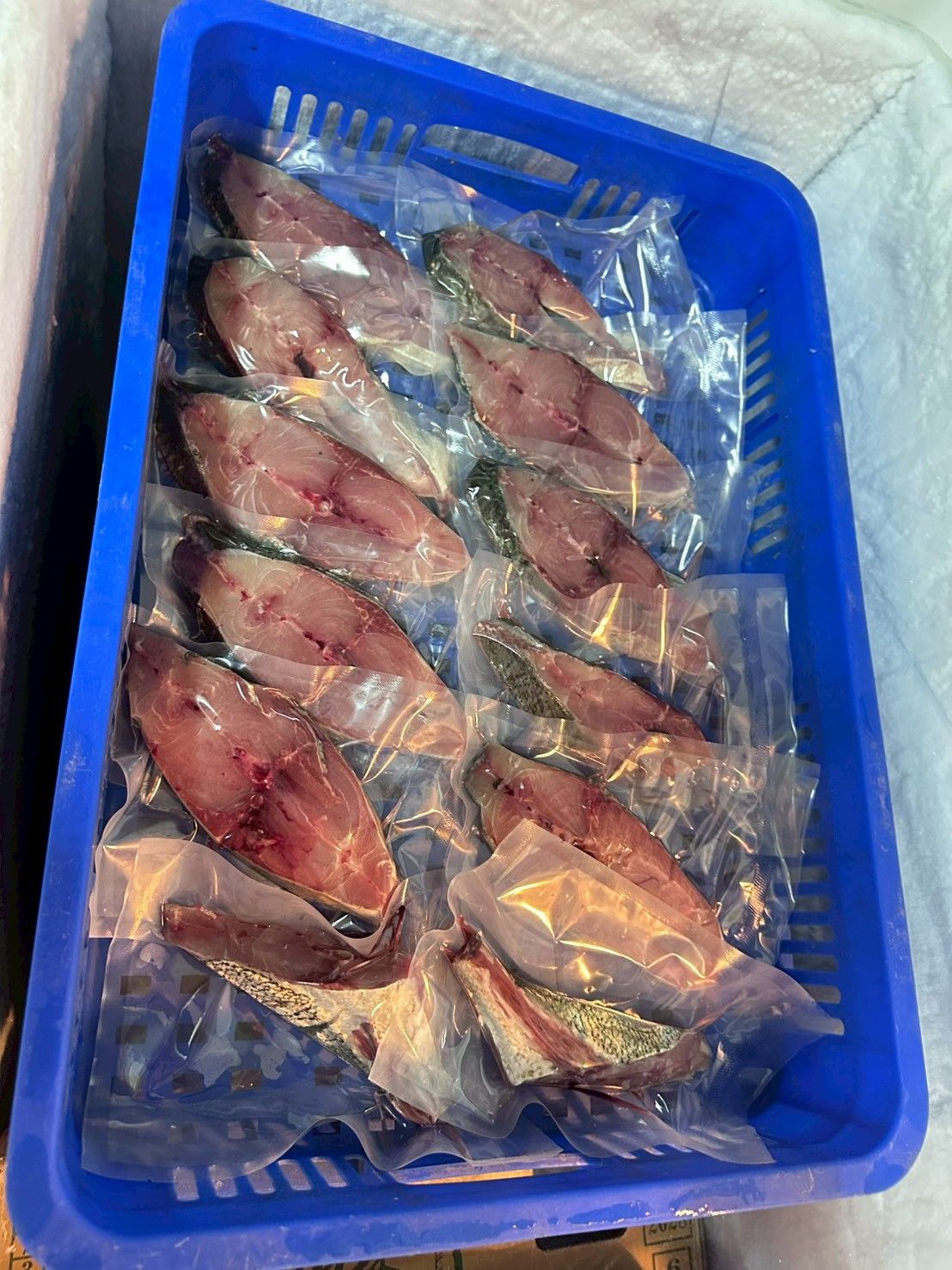 現撈野生點柑輪切魚排