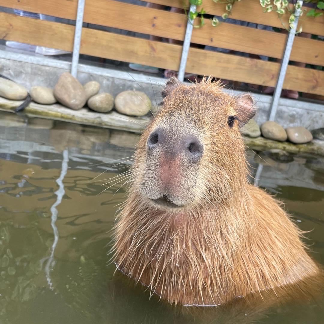 卡皮巴拉豚門秘笈 集卡社