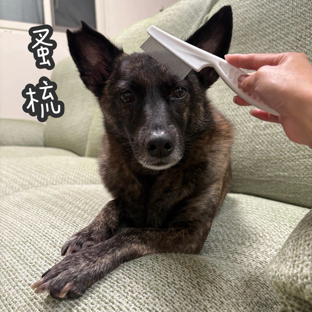 台灣現貨 蚤梳 寵物除蚤梳 貓狗除蚤梳 跳蚤梳 寵物梳子 密齒梳 排梳 除蚤梳 蚤梳 貓蚤梳 狗蚤梳