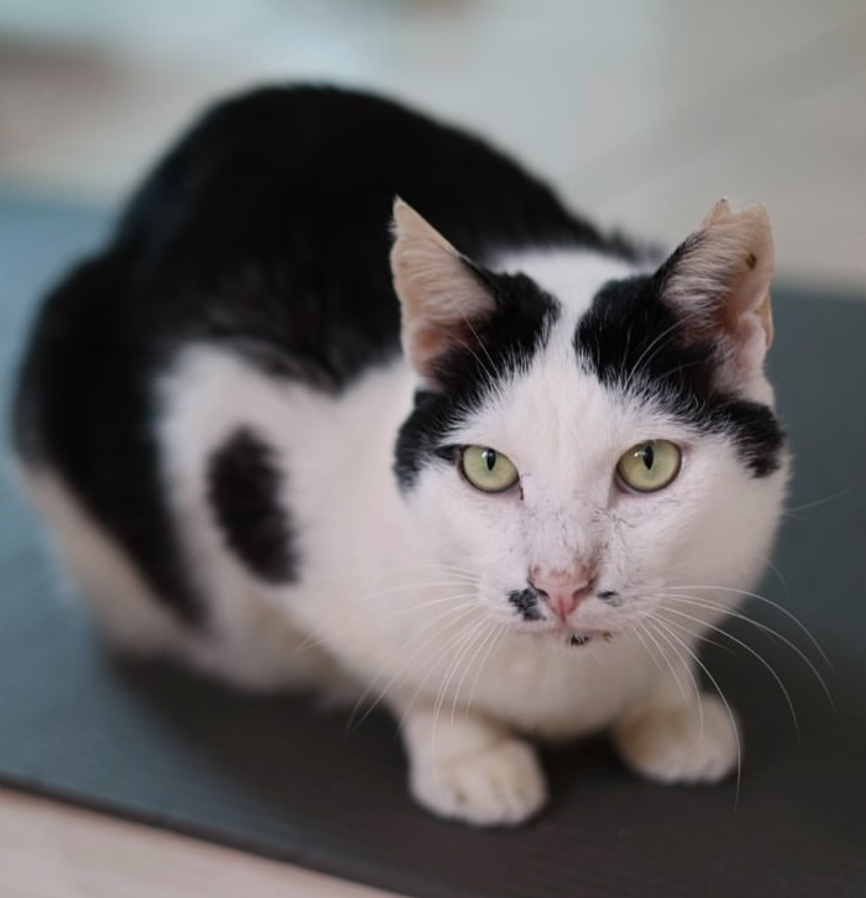 贊助可愛貓貓！