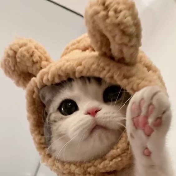 🫧 catputupthev 寄件