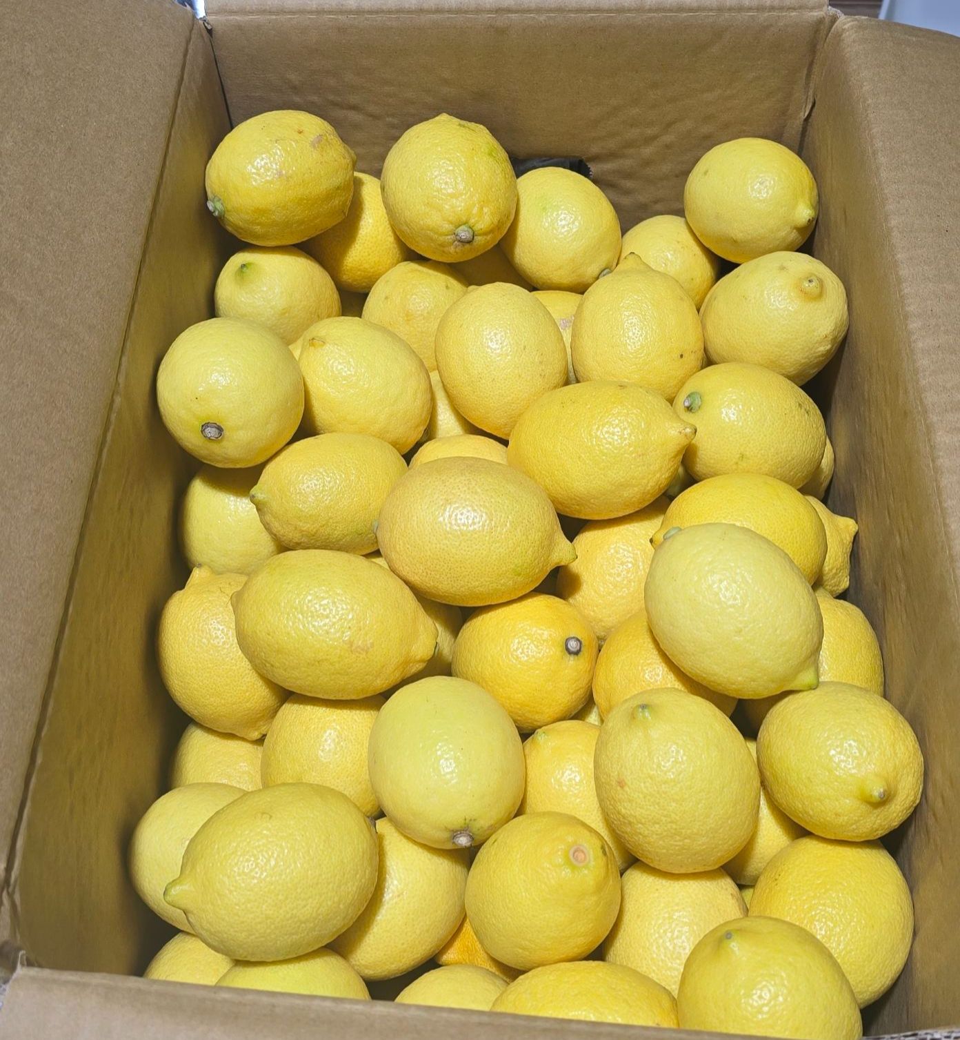 台灣本產優利卡黃檸檬 Eureka Lemon