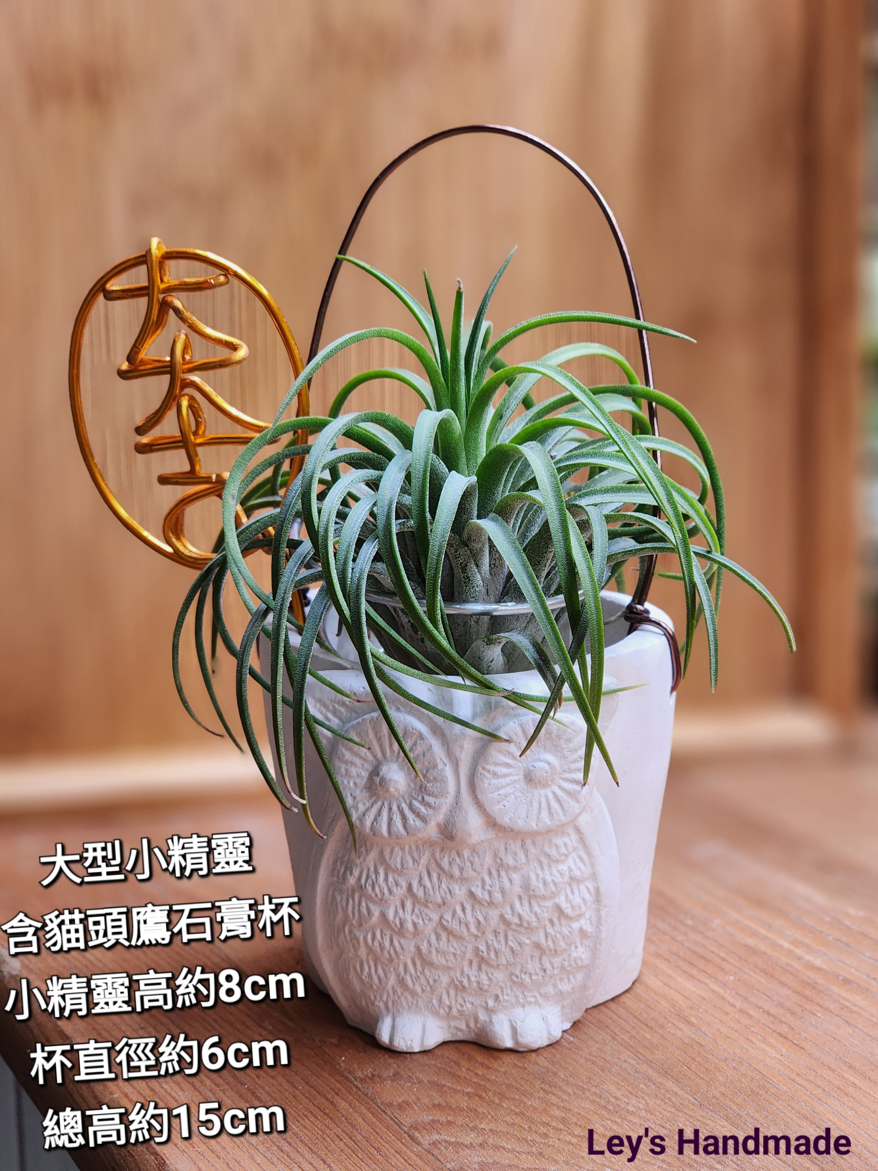 水泥盆空鳳組