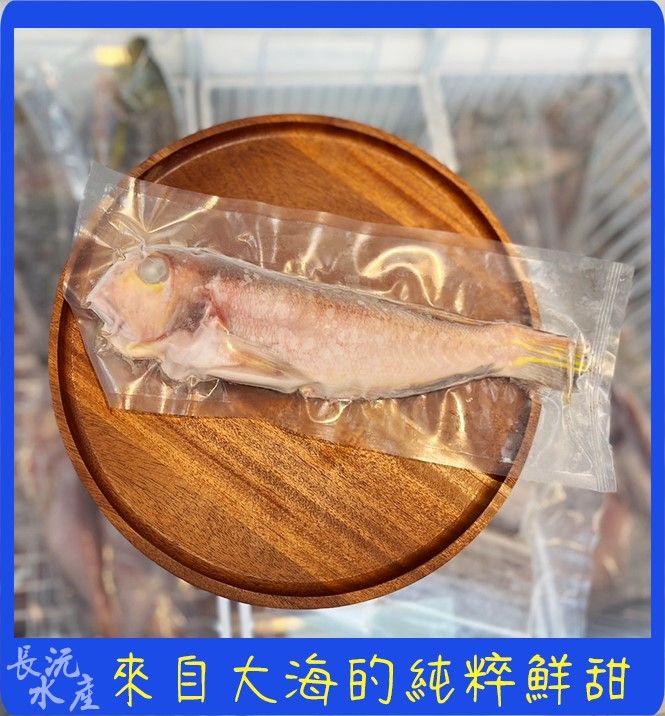 野生馬頭魚