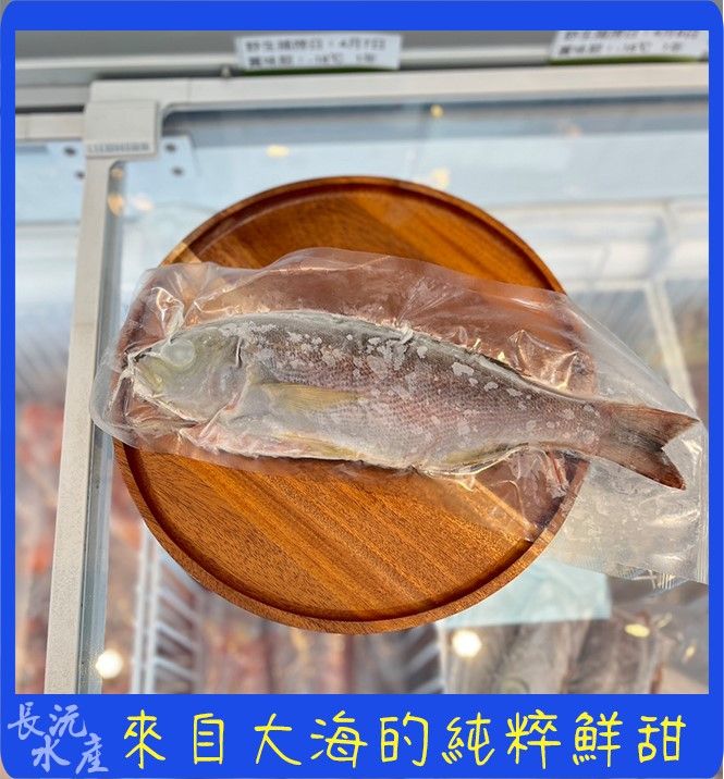 野生黃雞魚