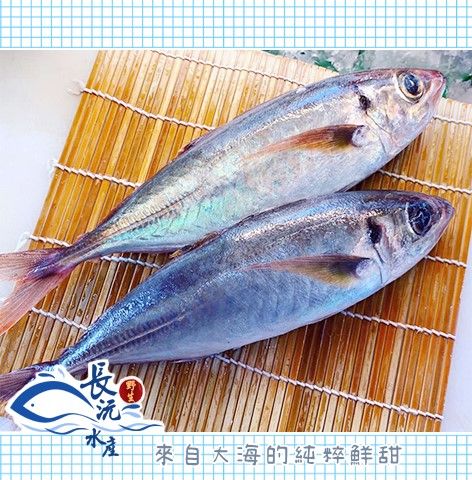 南方澳野生紅尾竹筴魚