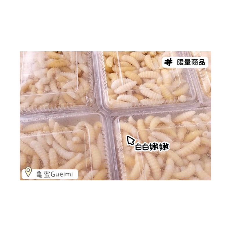 🐝虎頭蜂純蛹/成蛹（熟）