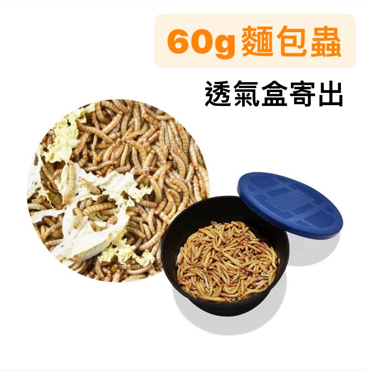 麵包蟲 大麥蟲 迷你麵包蟲 九龍蟲