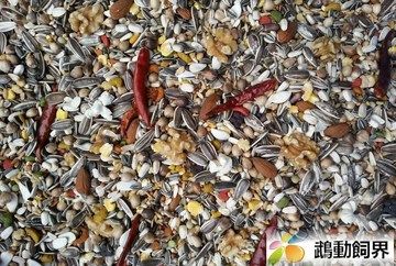 鵡動飼界~中大型鸚鵡帶殼營養飼料（65元/斤）~適合塞內、和尚、月輪、凱克、賈丁、灰鷹、折衷、金剛科等鳥類