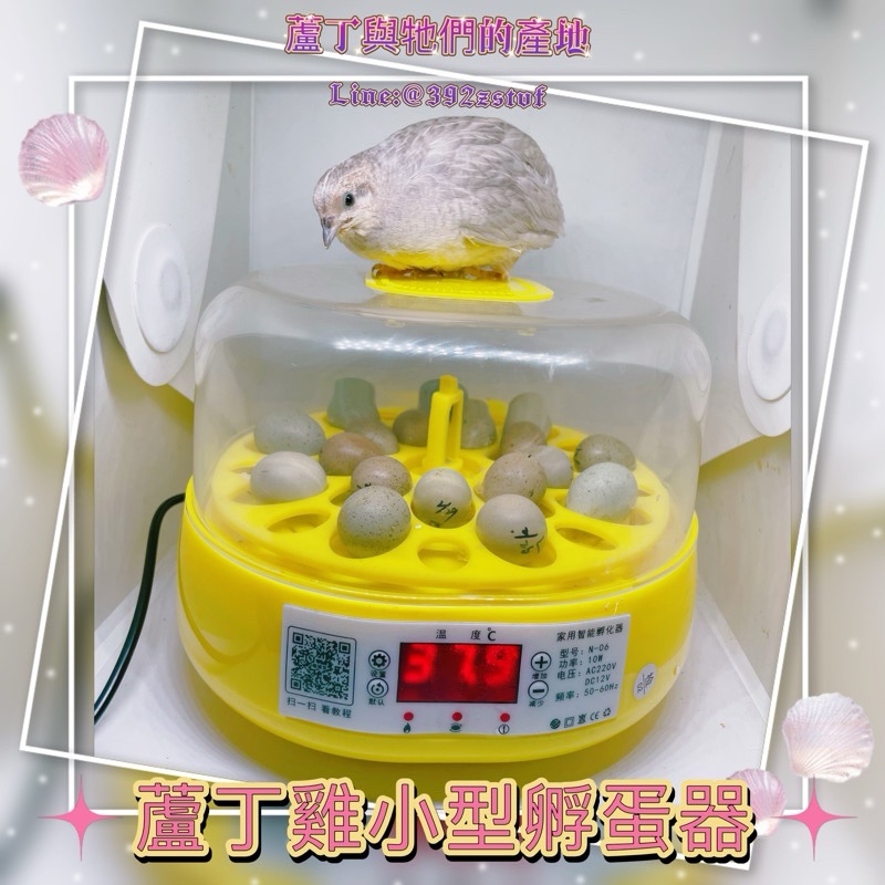 【蘆丁與牠們的產地】現貨 蘆丁雞專用 18枚 小自動滾蛋型孵蛋器