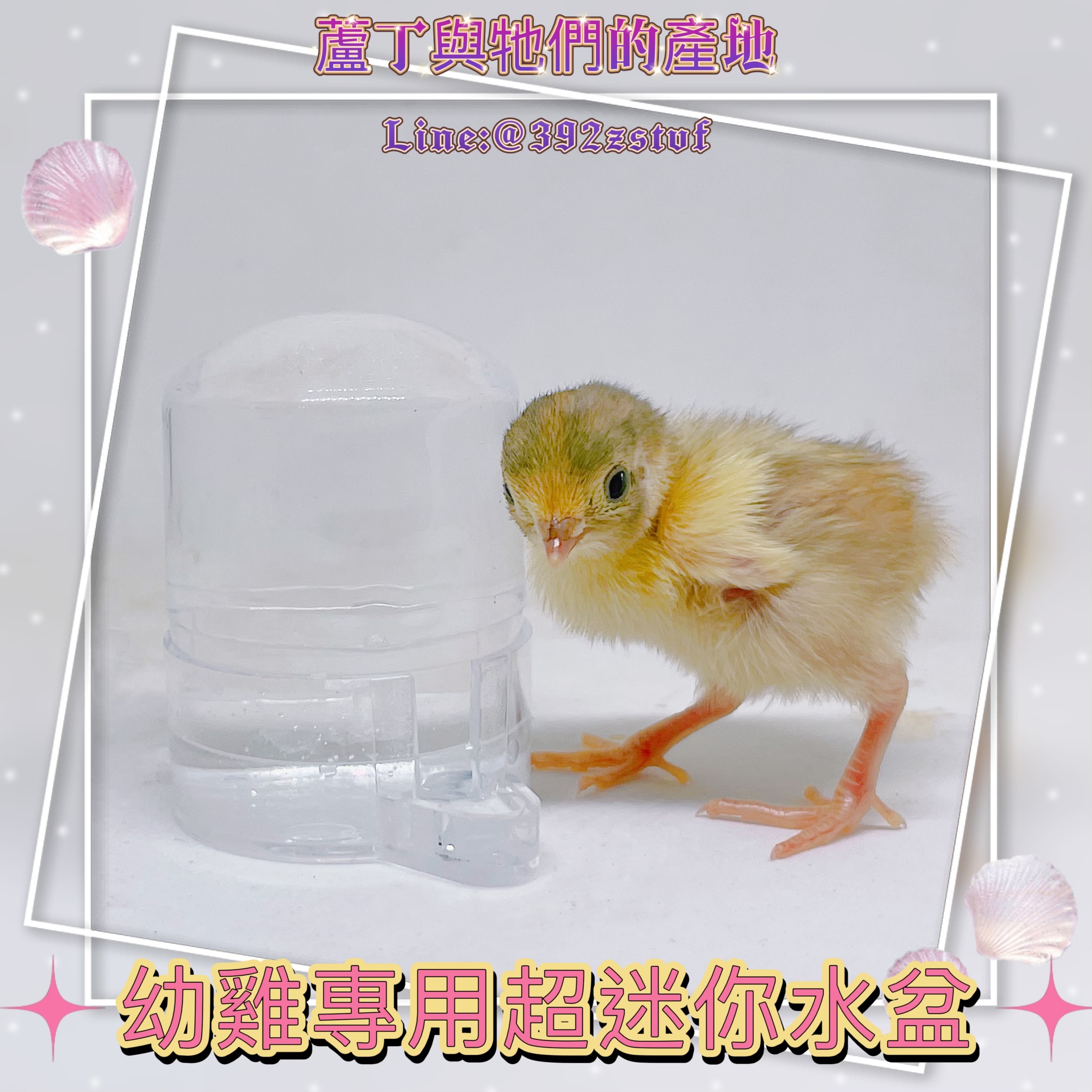 【蘆丁與牠們的產地】蘆丁雞幼雞專用 食盆水盒 黯然銷魂飯 黯然銷魂碗 造型食盆