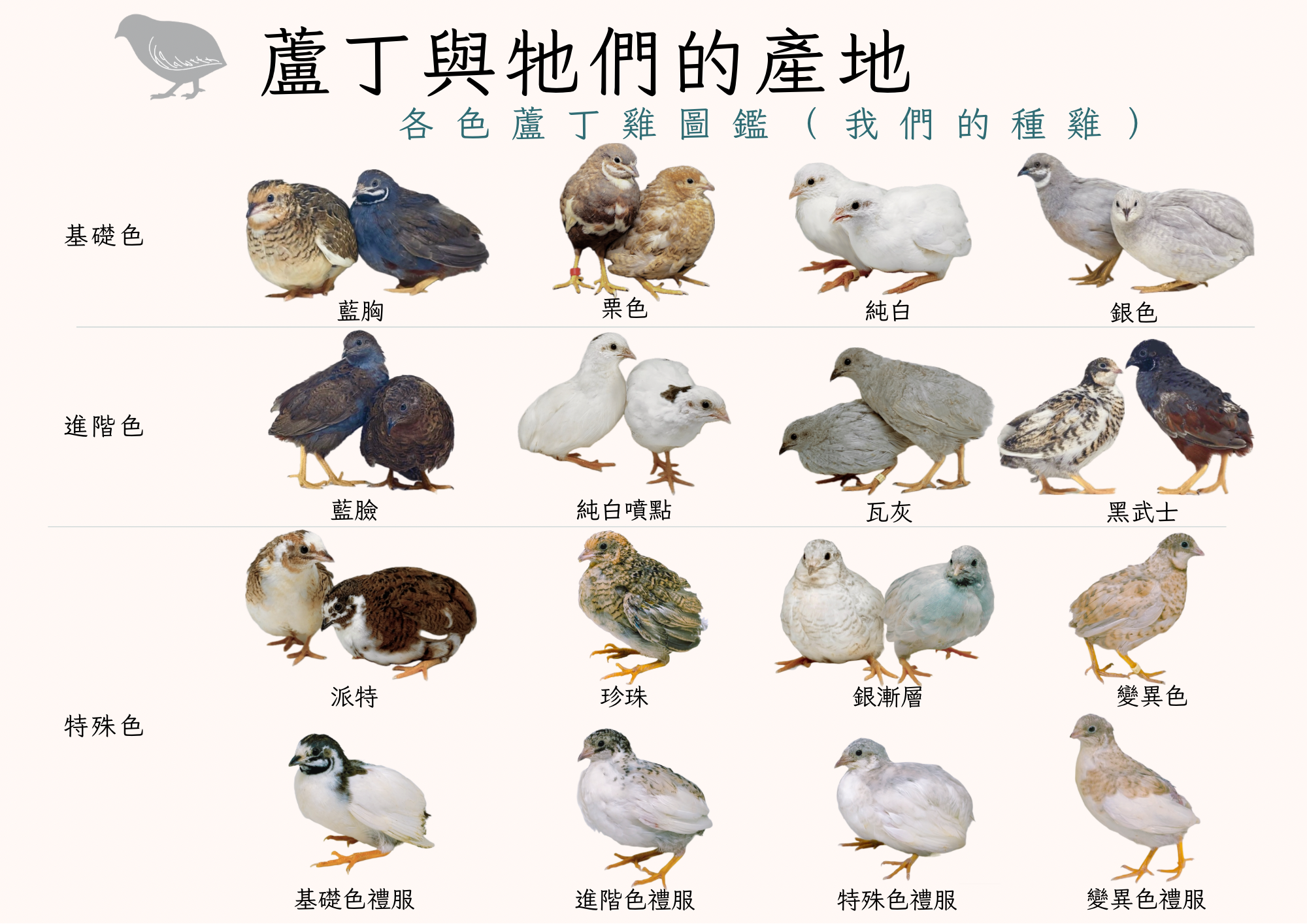 【蘆丁與牠們的產地】蘆丁雞 基礎色/進階色/特殊色種蛋 受精蛋 下單前請先加Line:@392zstvf詢問是否有蛋