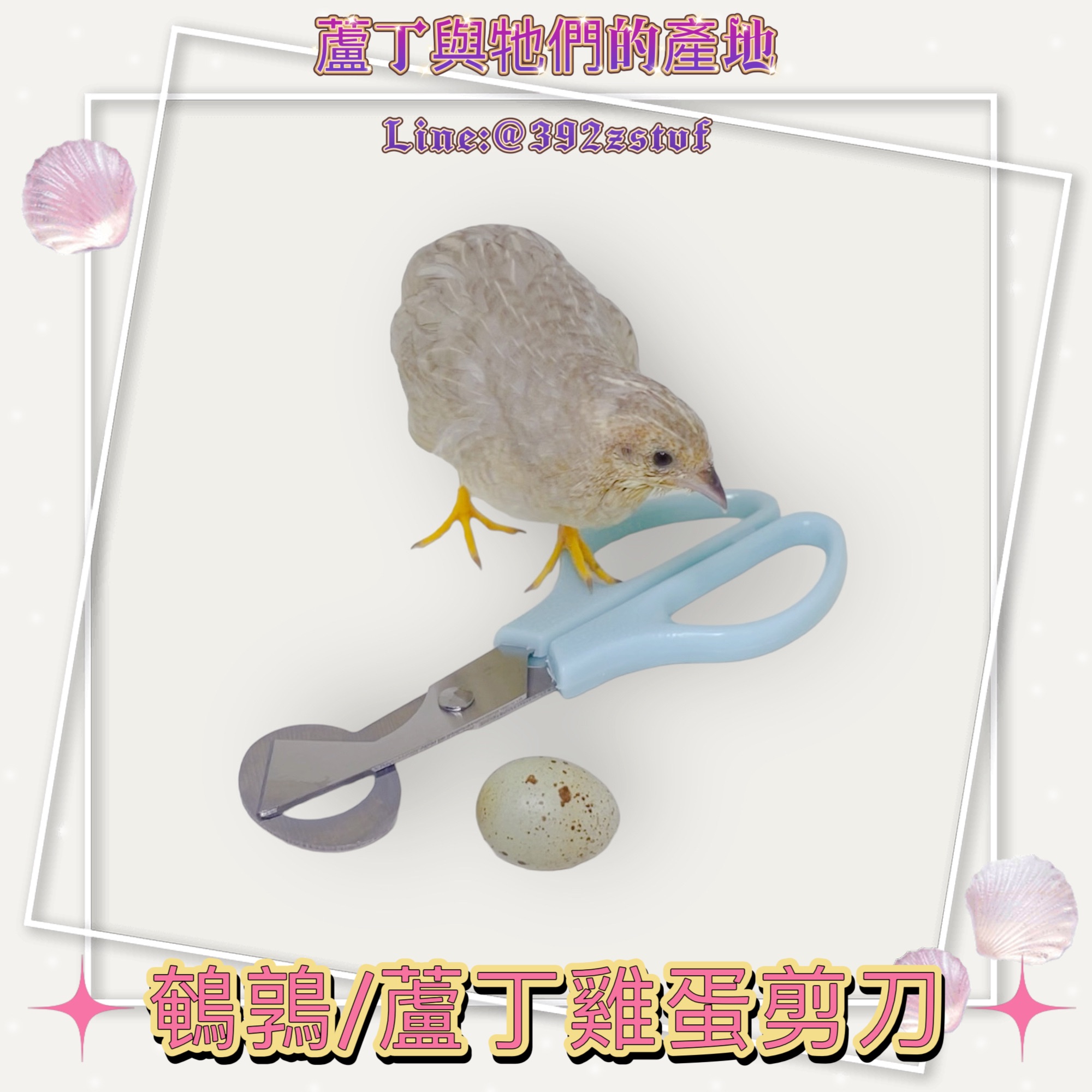 鵪鶉/蘆丁雞蛋專用剪刀，輕鬆剪開蛋，讓料理更方便！