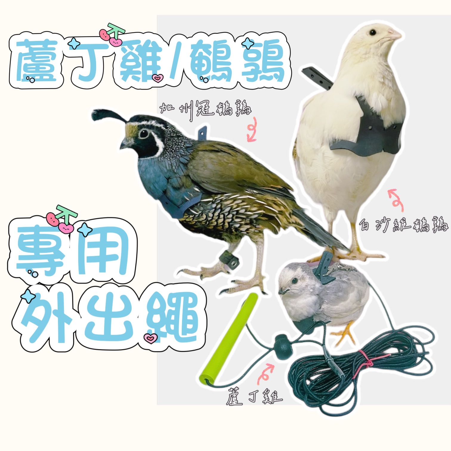 【蘆丁與牠們的產地】獨家！鵪鶉、蘆丁雞外出繩 超好穿
