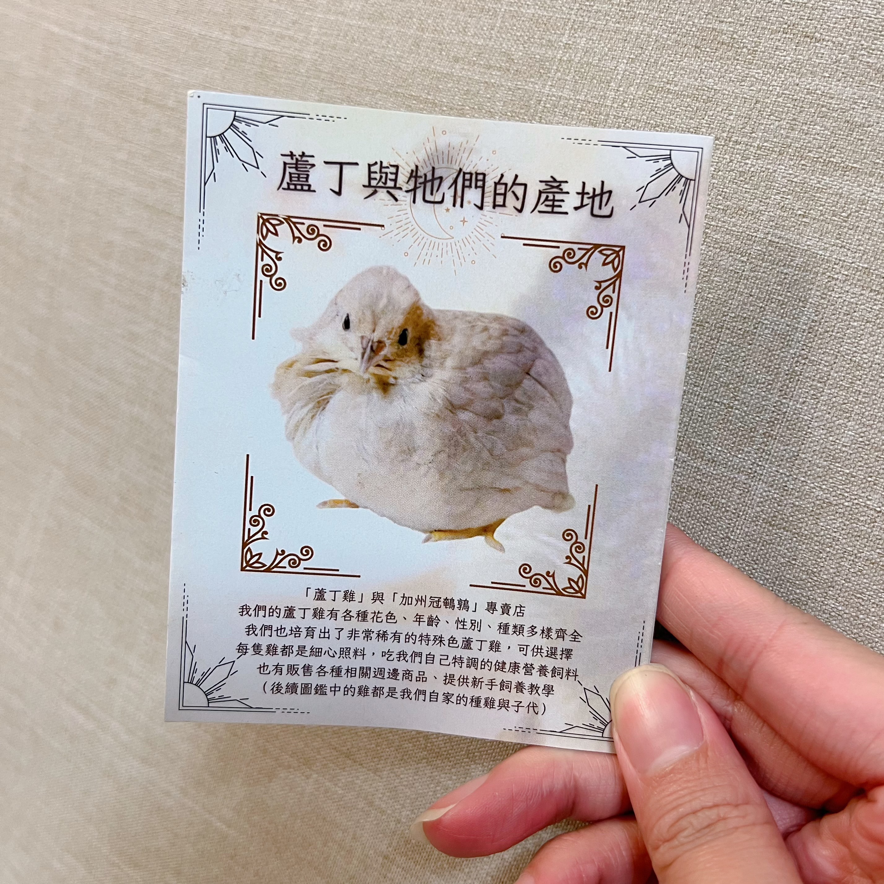 【蘆丁與牠們的產地】簡易型飼育指南 圖鑑 新手推薦 新手必看 教學