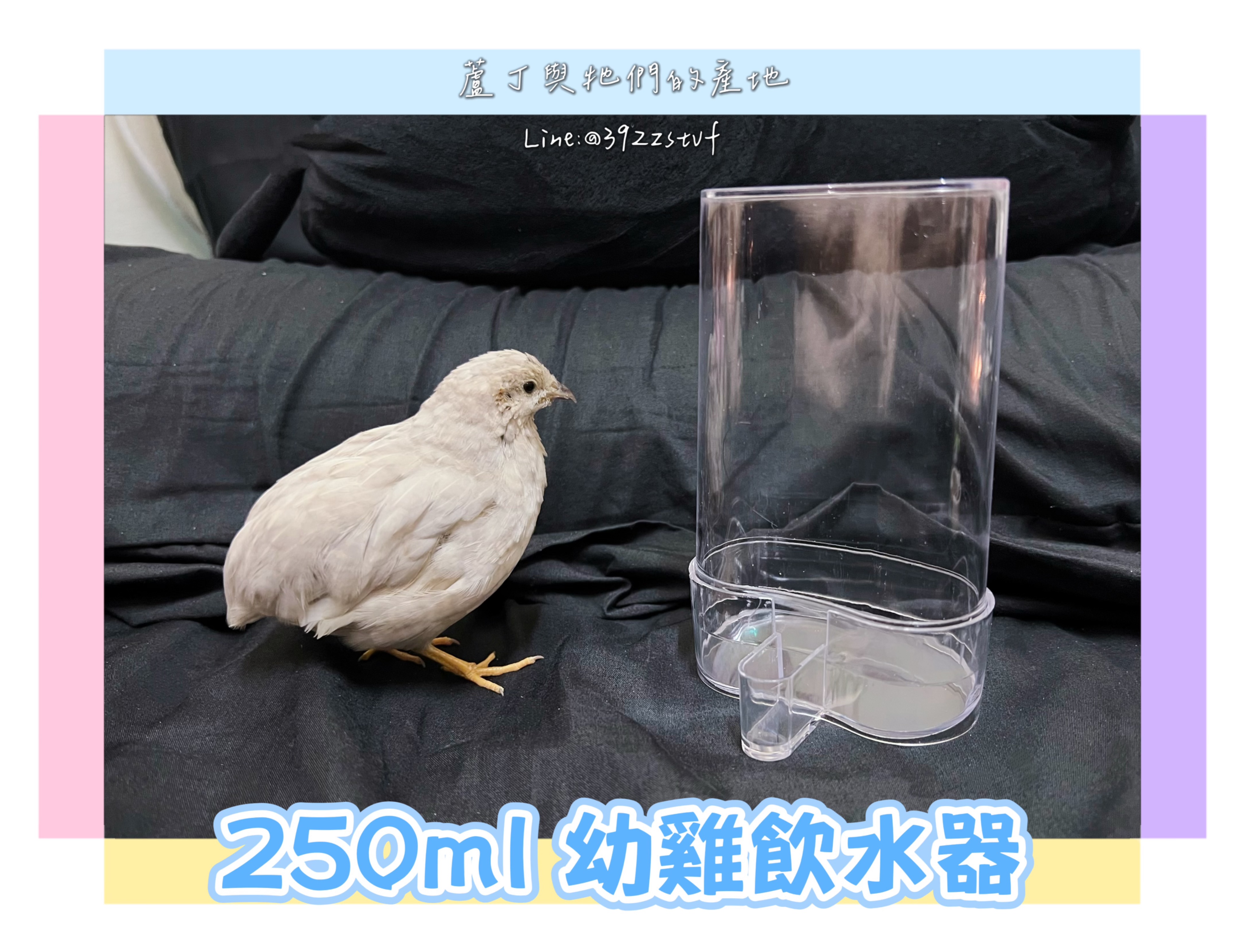 【蘆丁與牠們的產地】250ml 成雞幼雞通用飲水器 可從小用到大
