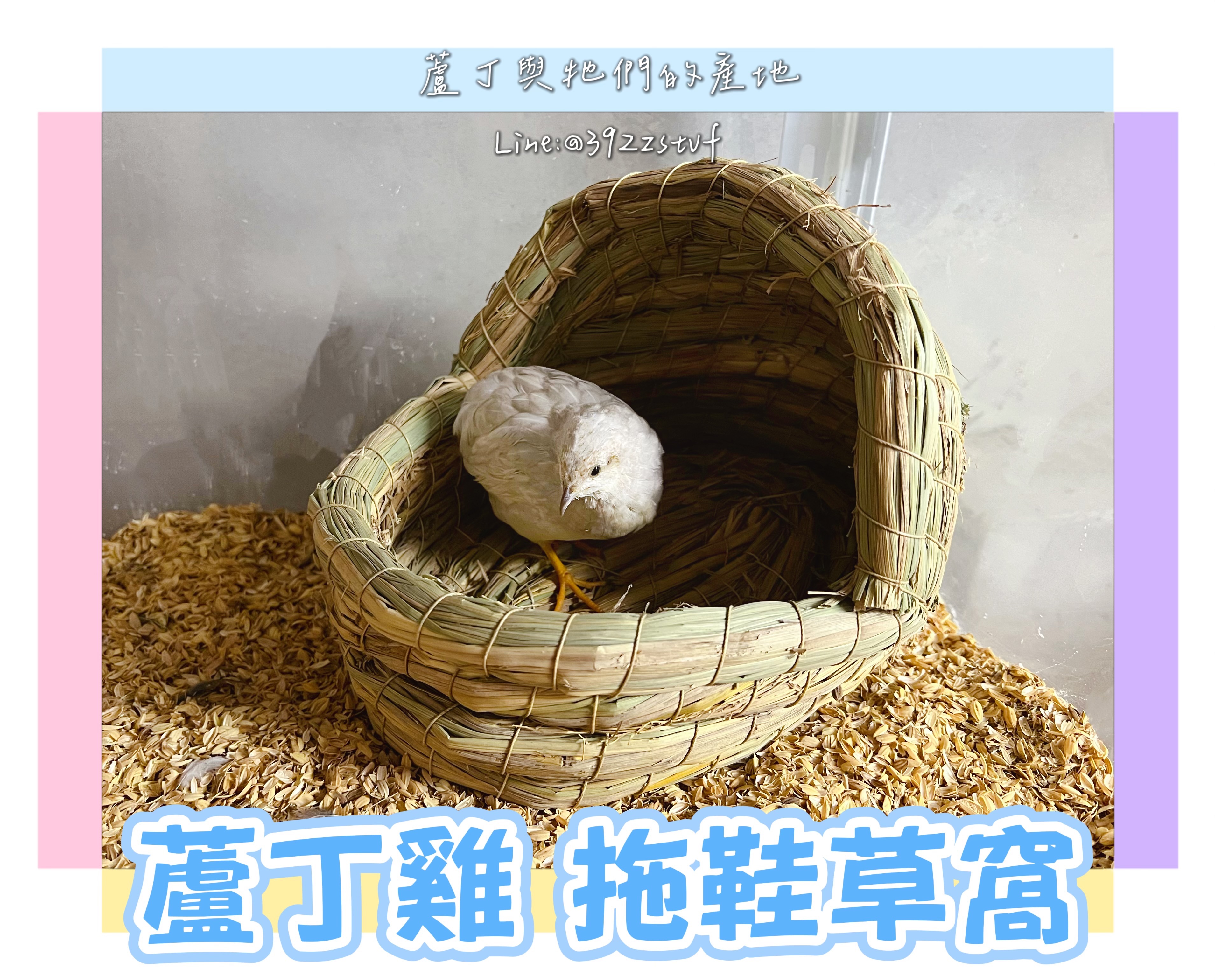 【蘆丁與牠們的產地】蘆丁雞孵蛋草窩
