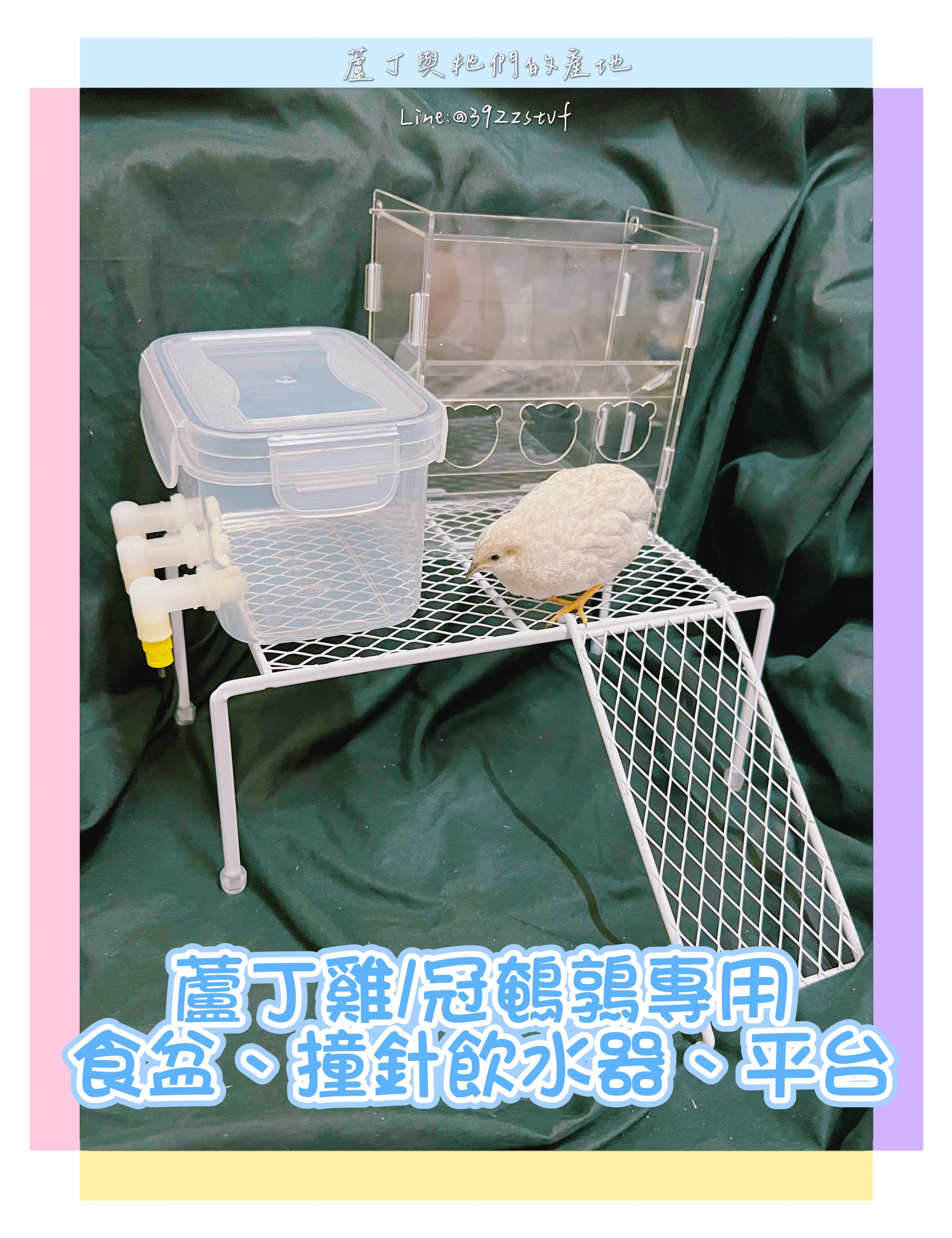 蘆丁雞/加州冠鵪鶉 食盆 撞針式飲水器 平台