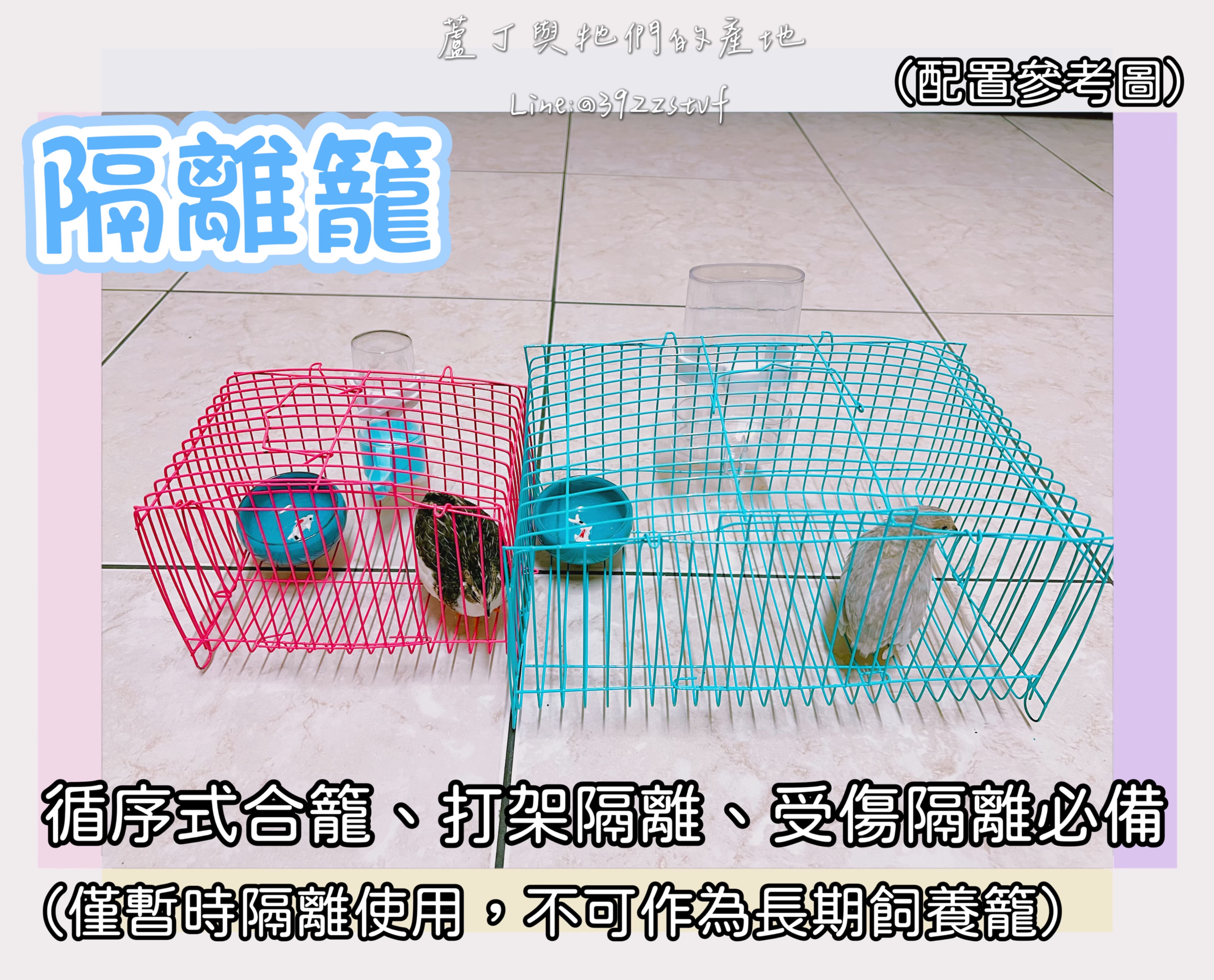 蘆丁雞隔離籠 循序式合籠/新成員加入/拔毛/打架/受傷隔離專用