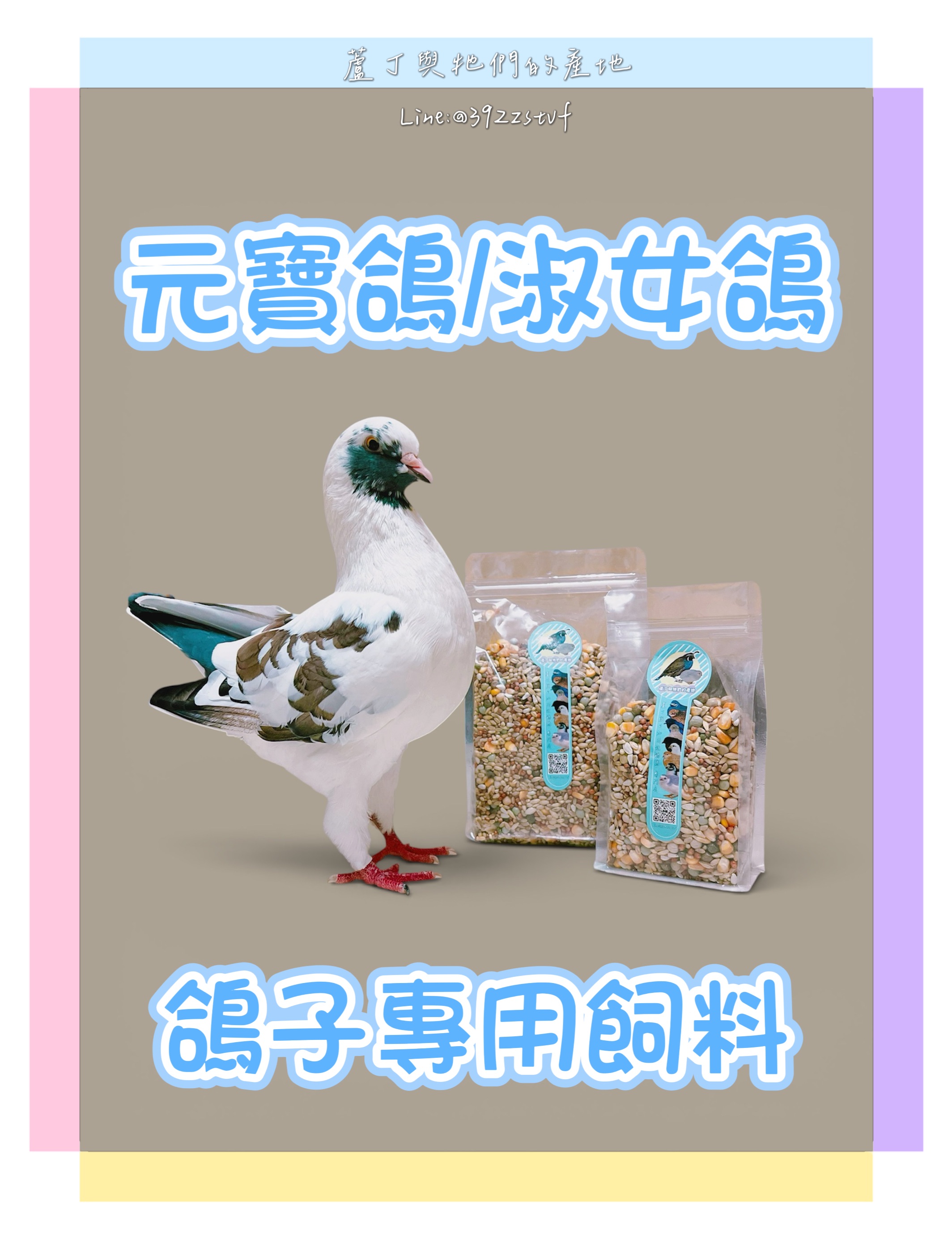 元寶鴿 淑女鴿 鴿子專用飼料 摩登娜鴿 東方鴿