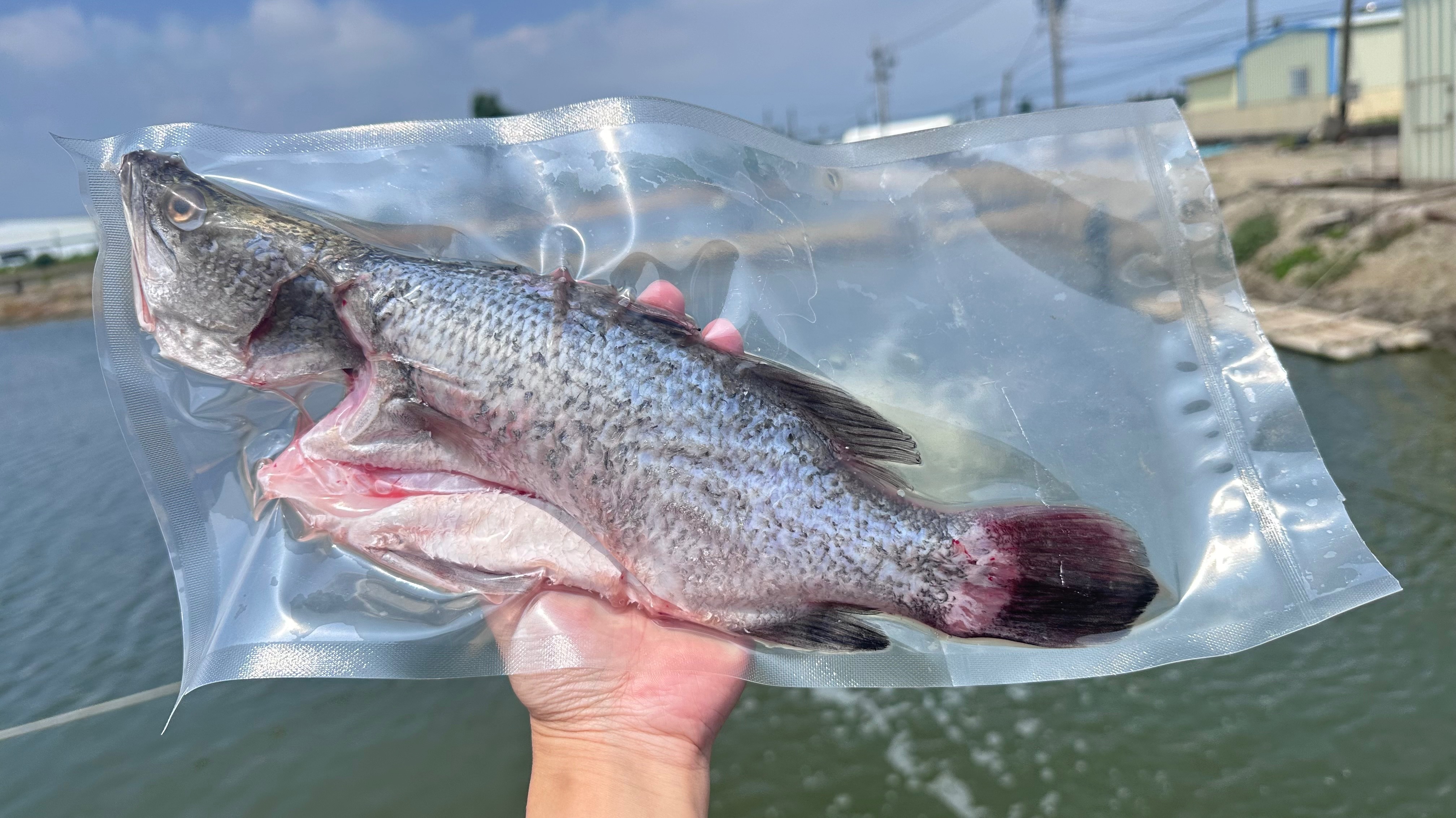 海水養殖「整隻金目鱸魚🐟」