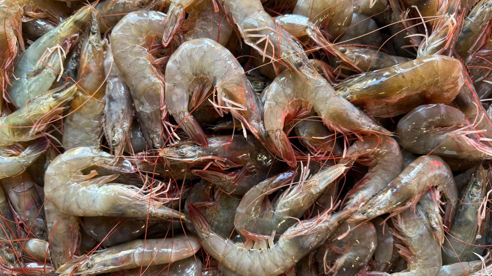 【賣場熱銷NO.1】盒裝急凍大白蝦🦐 （850g）