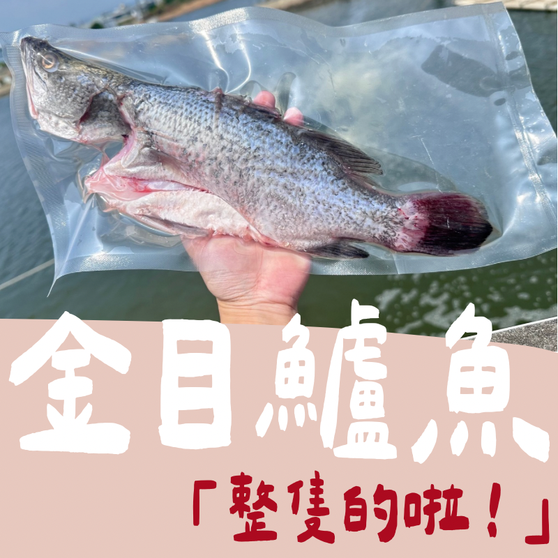 【煮婦必備】「整隻金目鱸魚🐟」