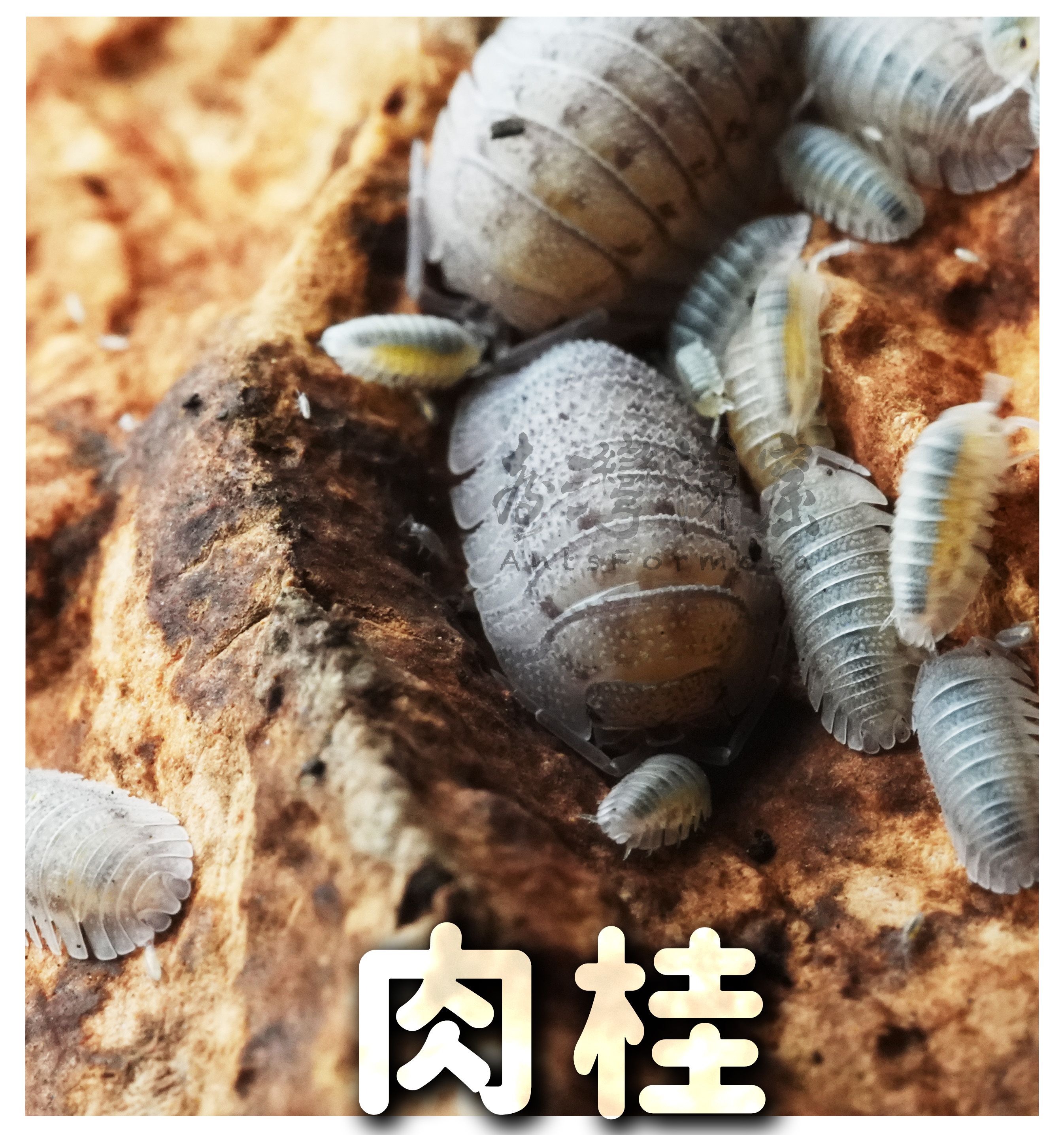 新手入門鼠婦
