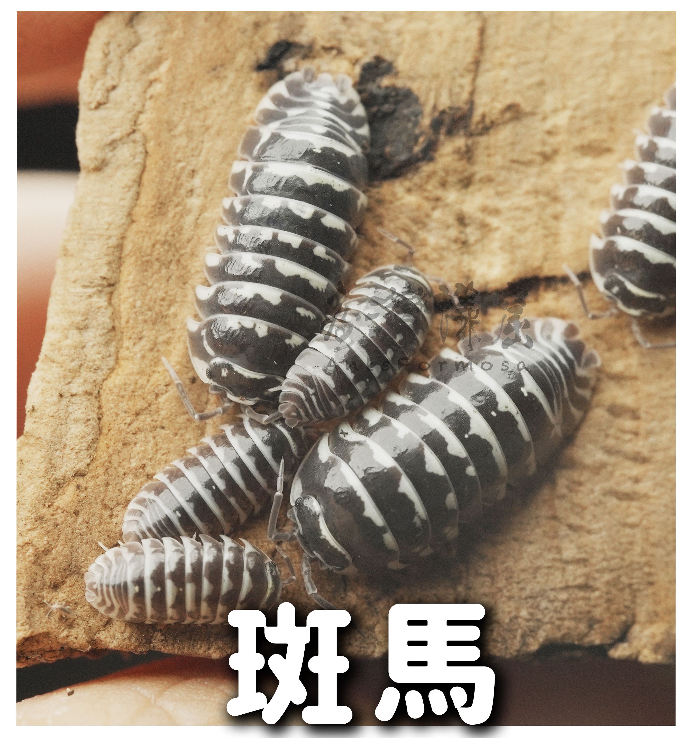 新手入門500以下鼠婦