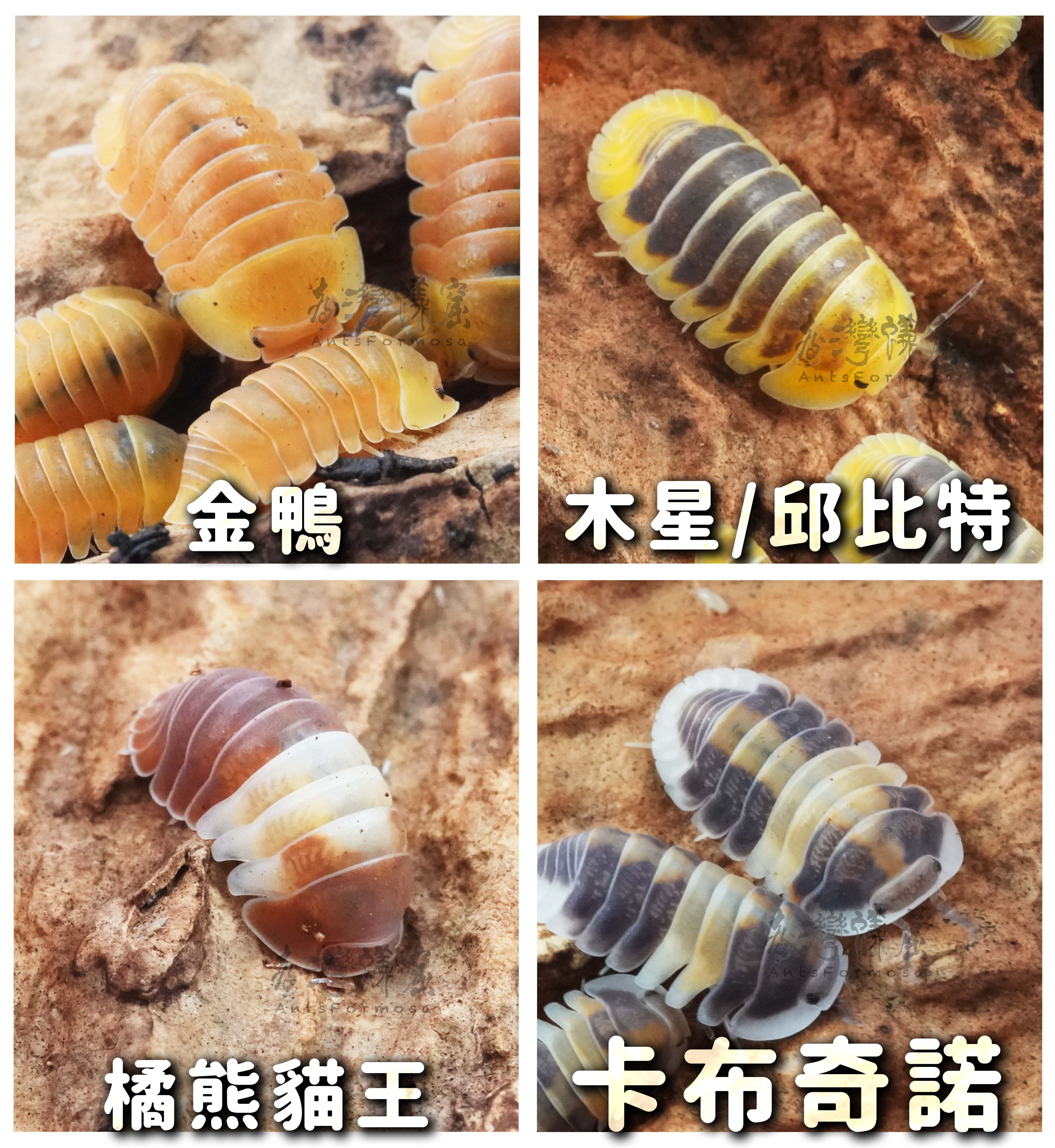 中價位鼠婦