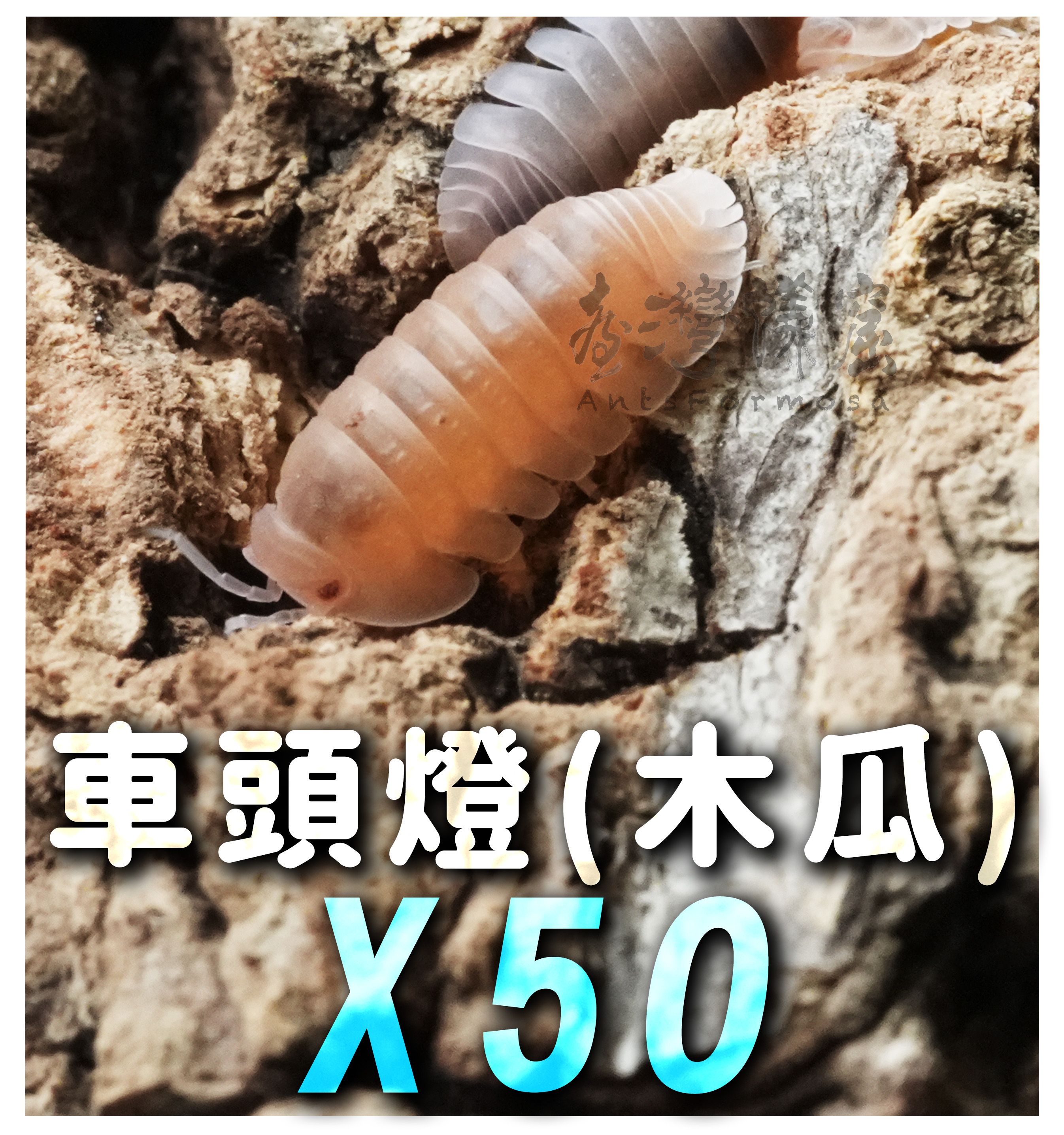 大量專區