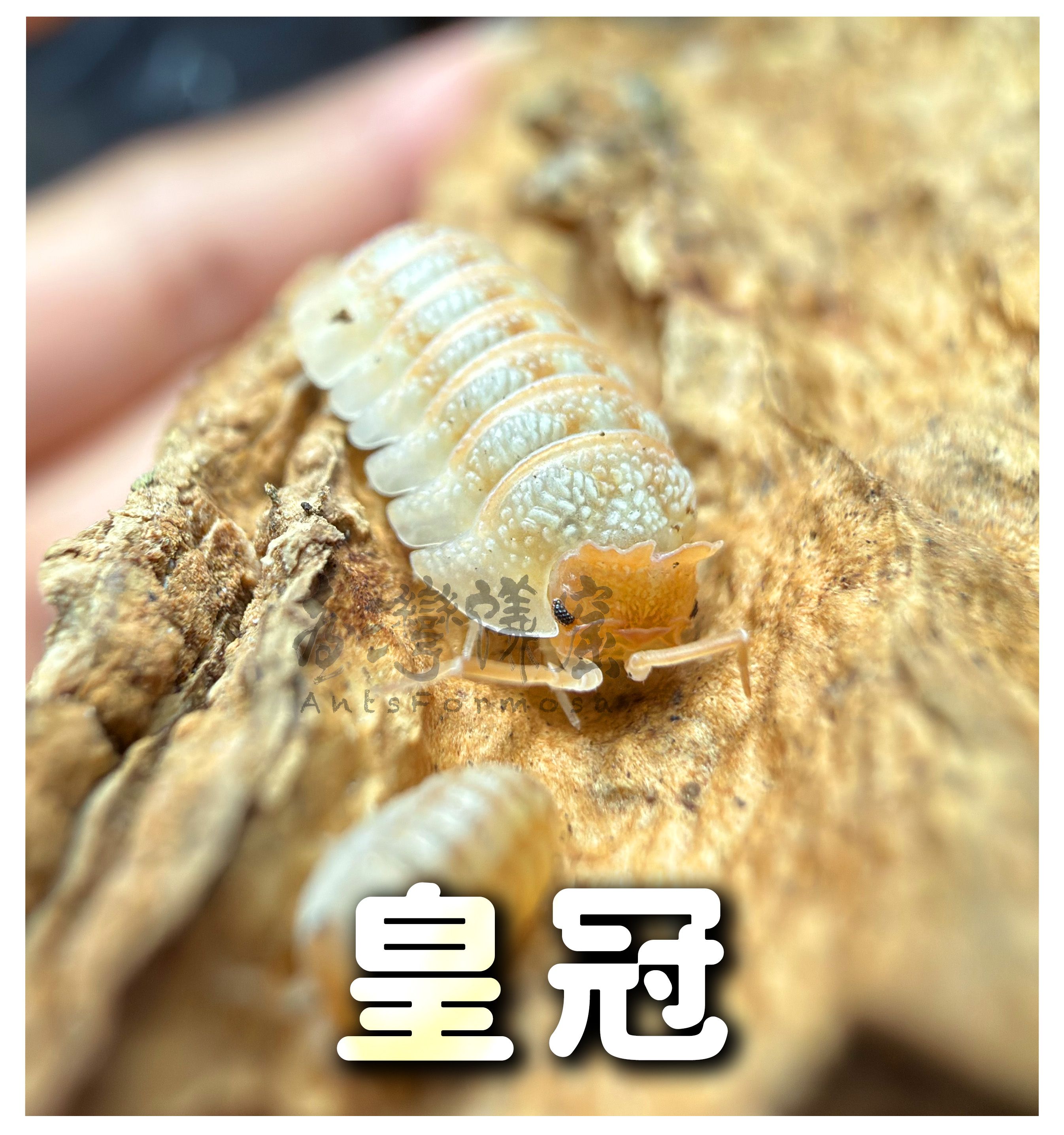 進階一點的其他屬包含A屬、N屬、刺刺鼠婦