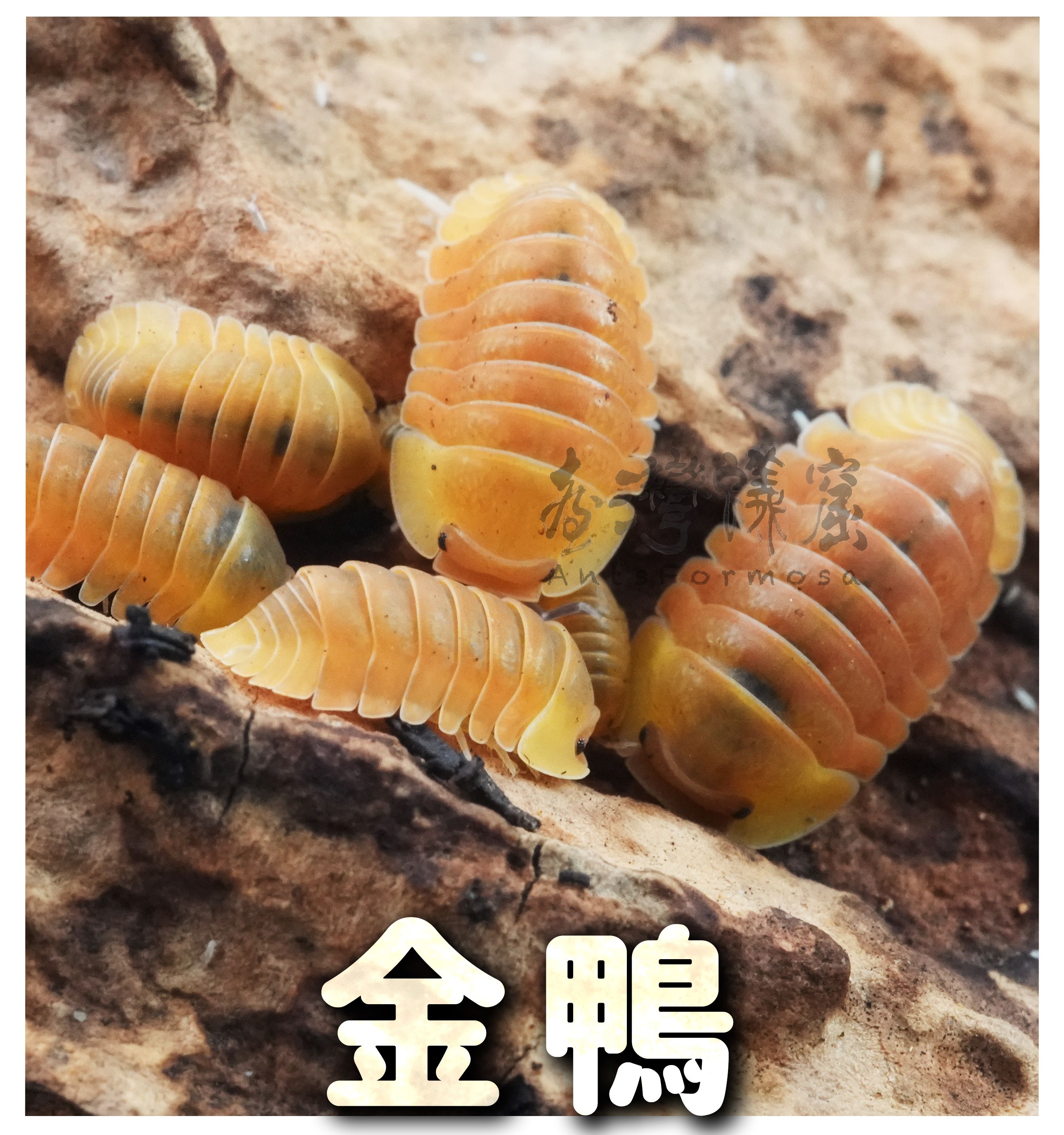 Cubaris屬－熱門進階鼠婦