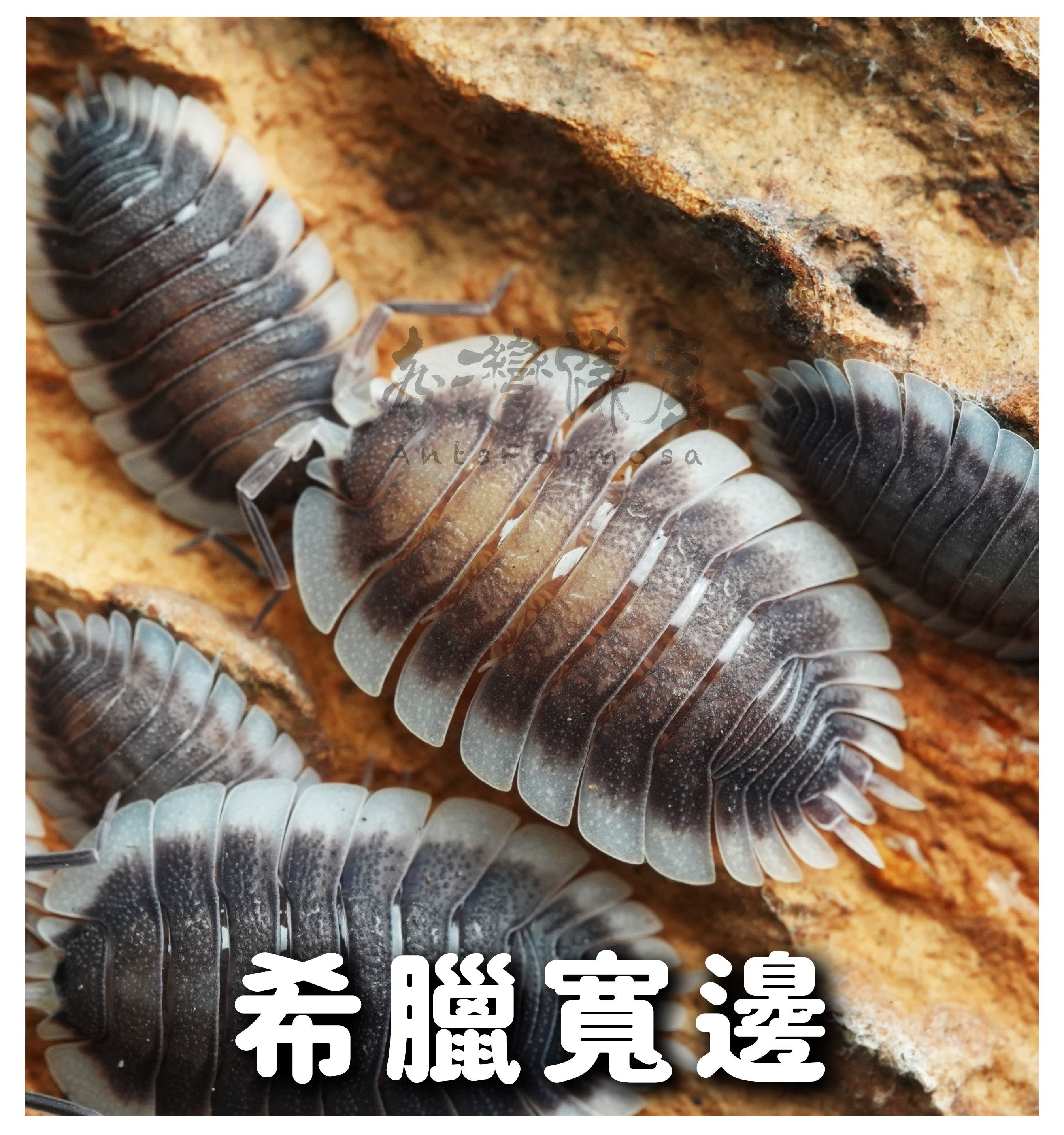 Porcellio屬熱門進階鼠婦