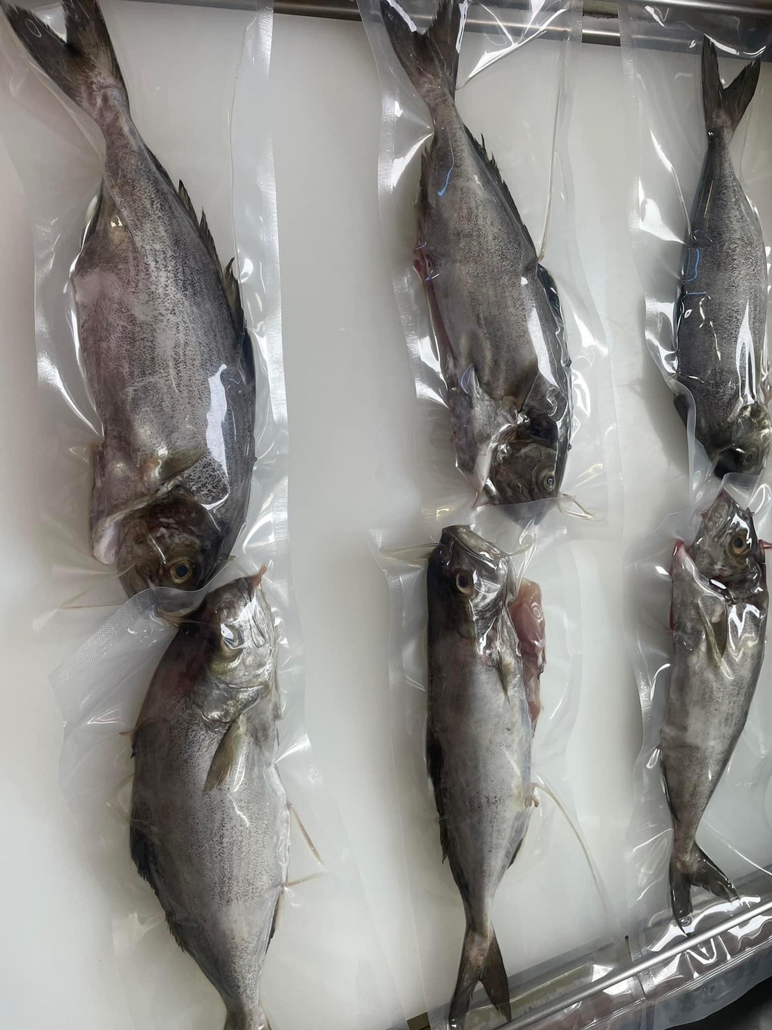 澎湖野生黑甘魚