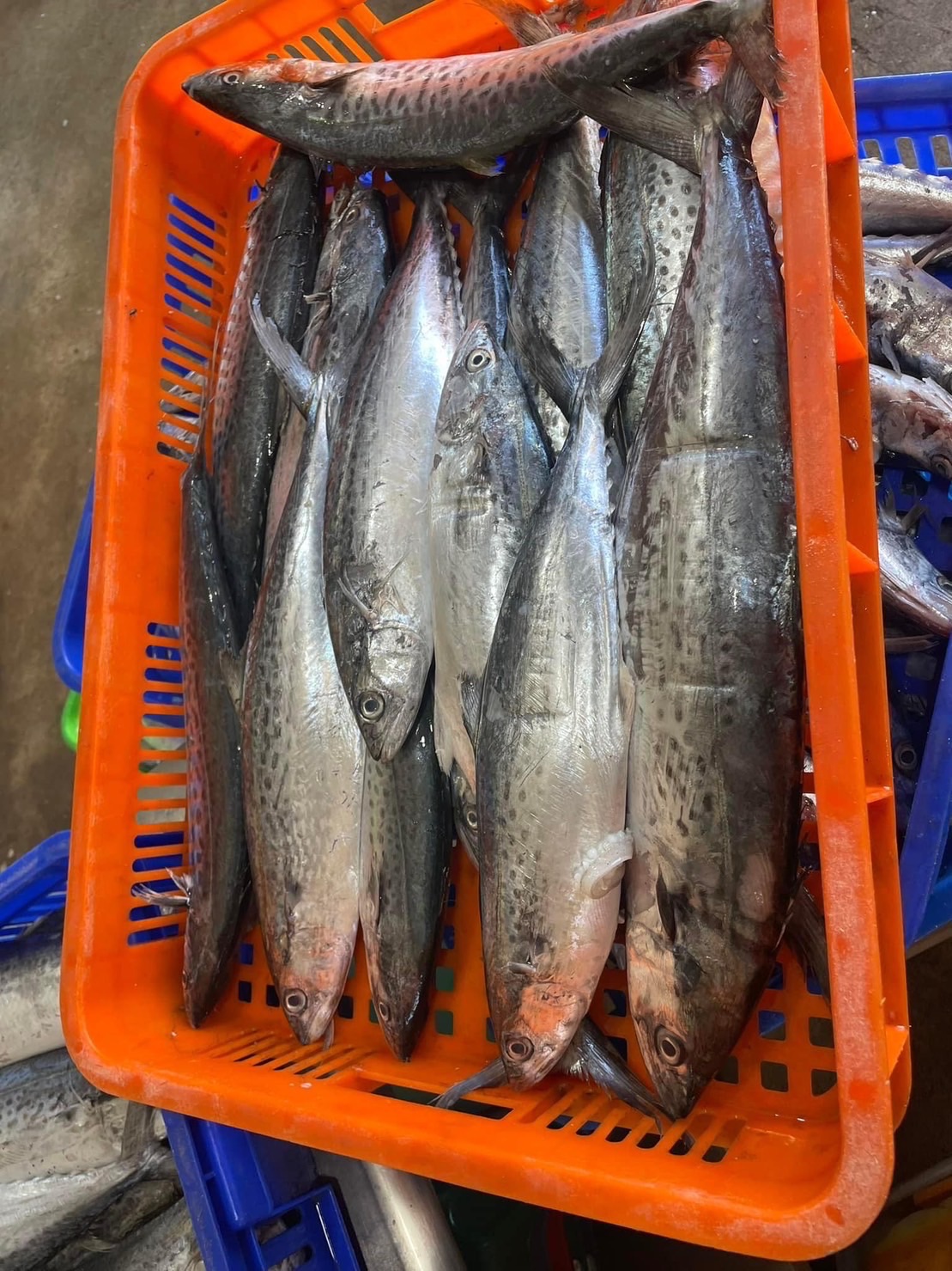 澎湖野生小白腹魚