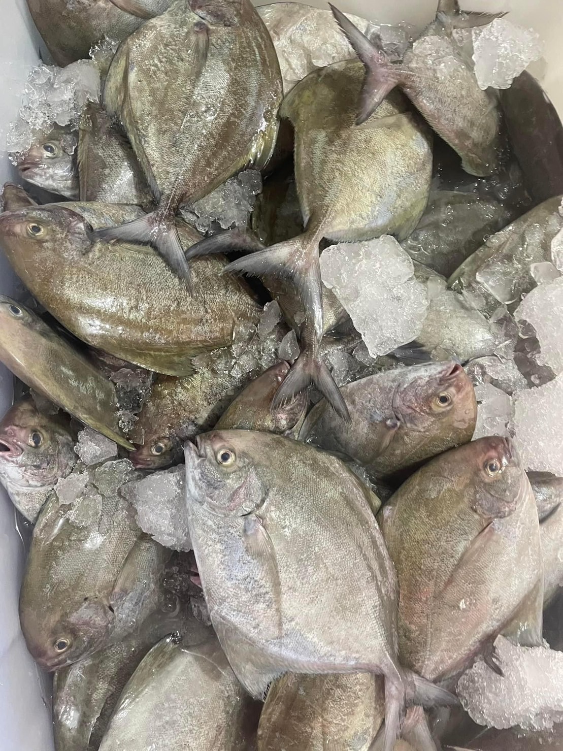 澎湖野生黑鯧魚