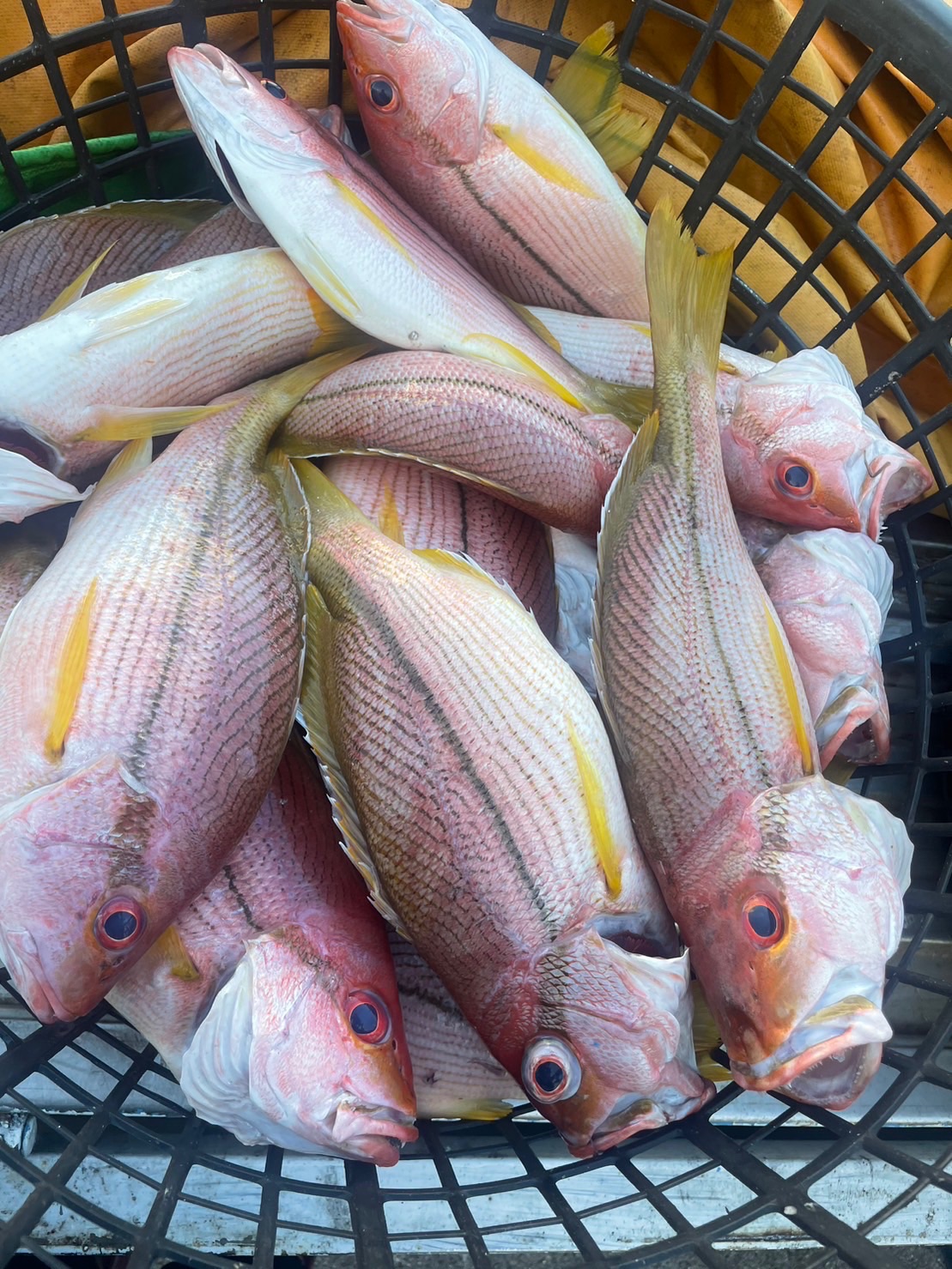 迪雕赤比魚