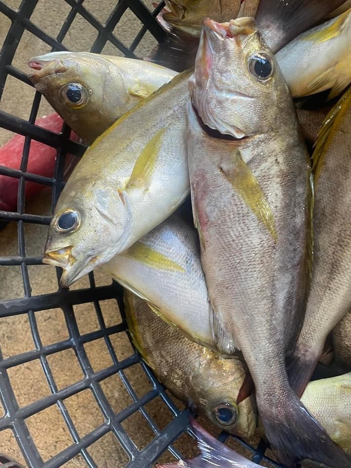 澎湖延繩釣黃雞魚