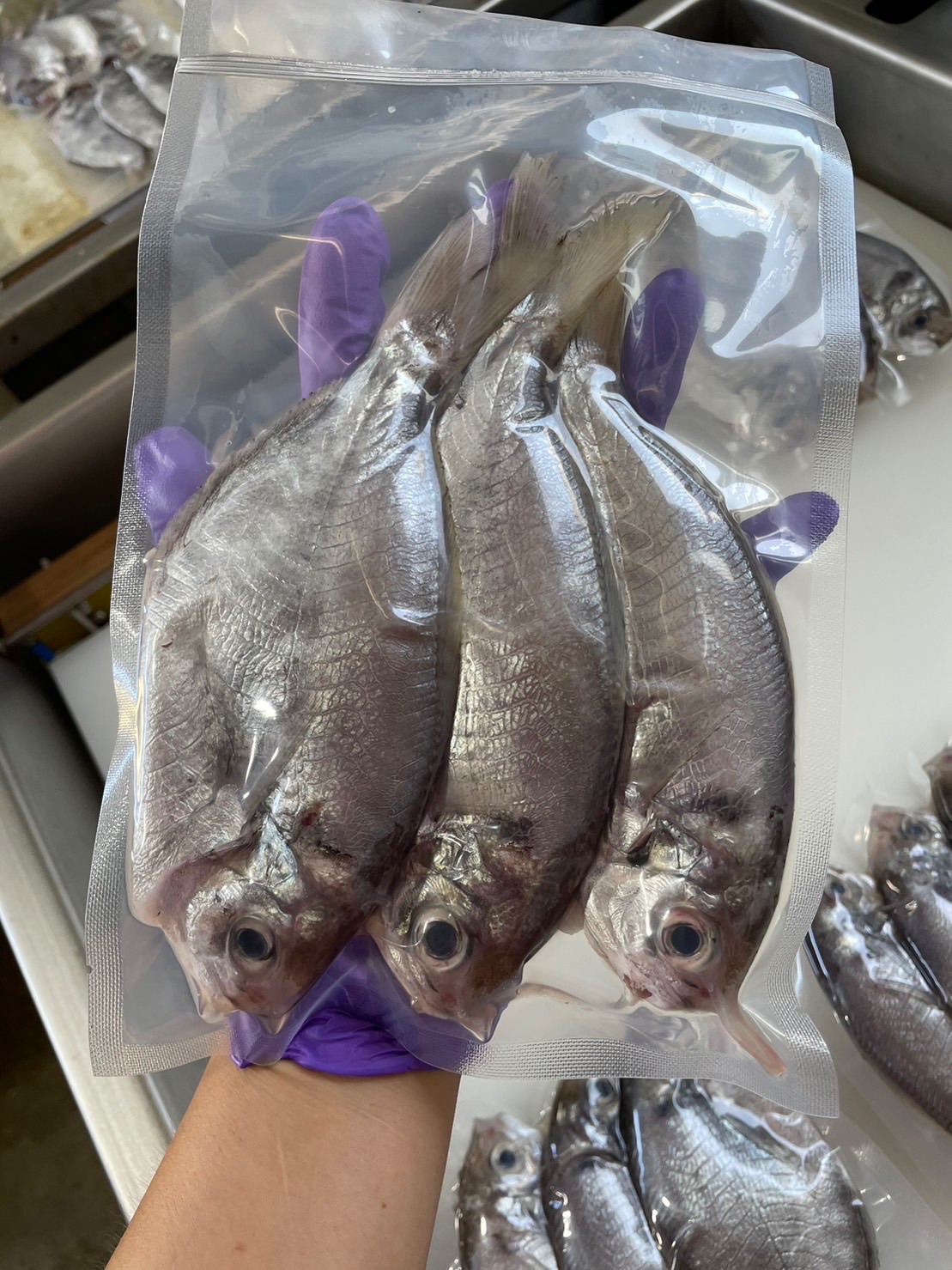 澎湖野生肉魚