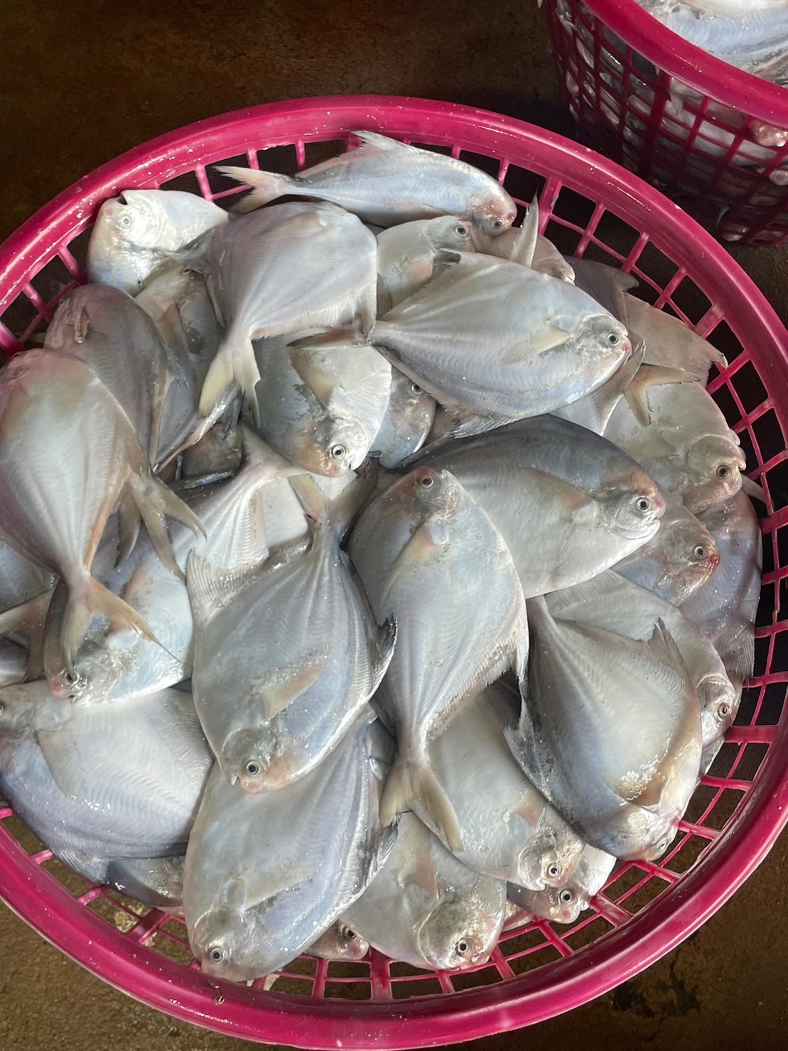 澎湖野生白鯧魚
