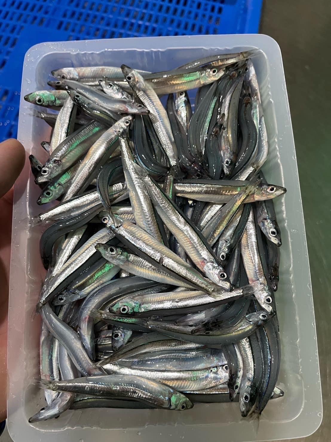 澎湖生丁香魚