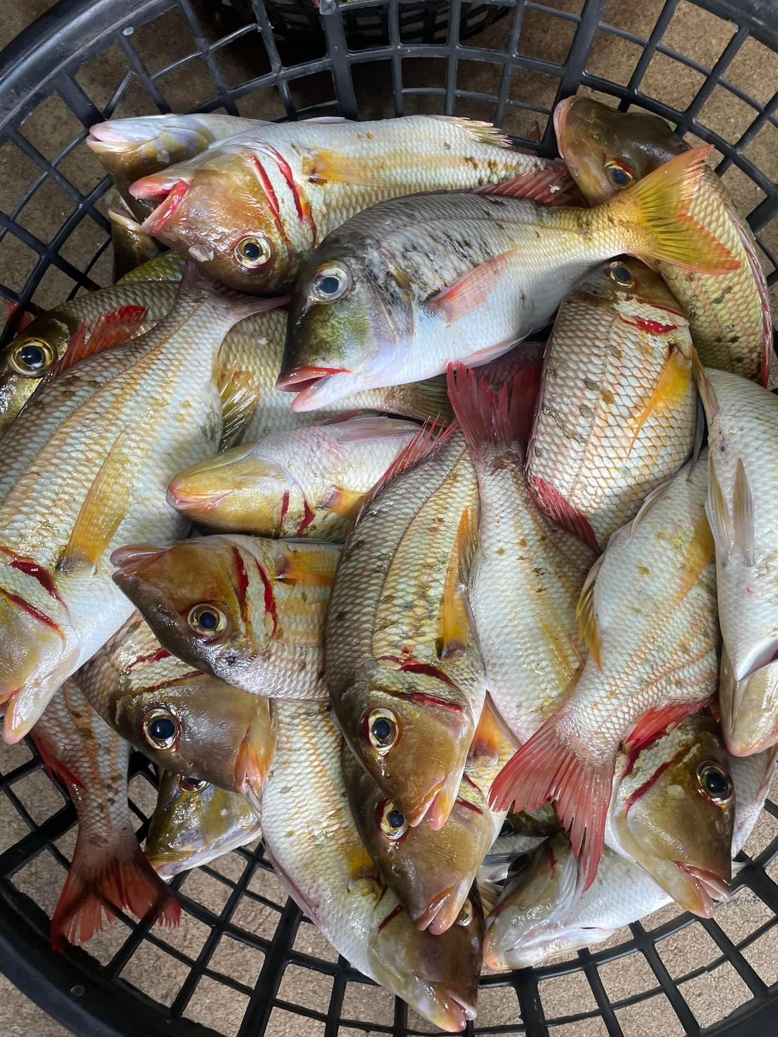 延繩船釣野生紅龍魚