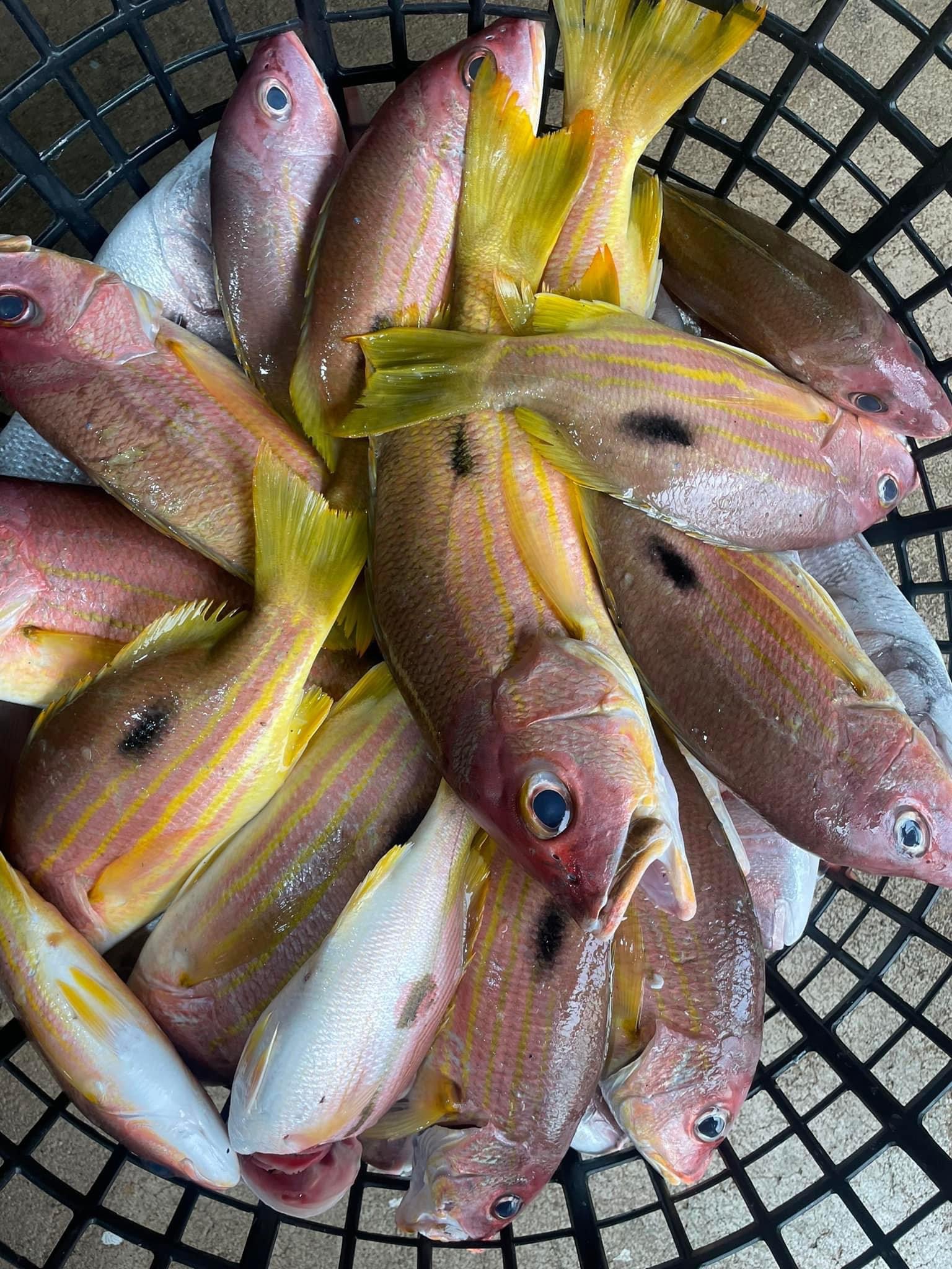 黃雞母魚